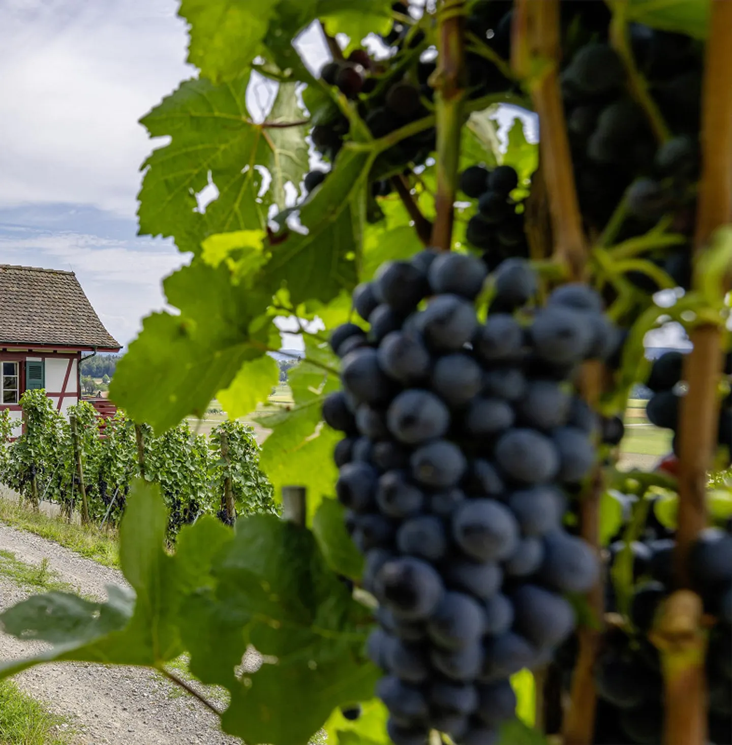 Unique, as-new vineyard operation in a sun-drenched location - Photo 2 of 7