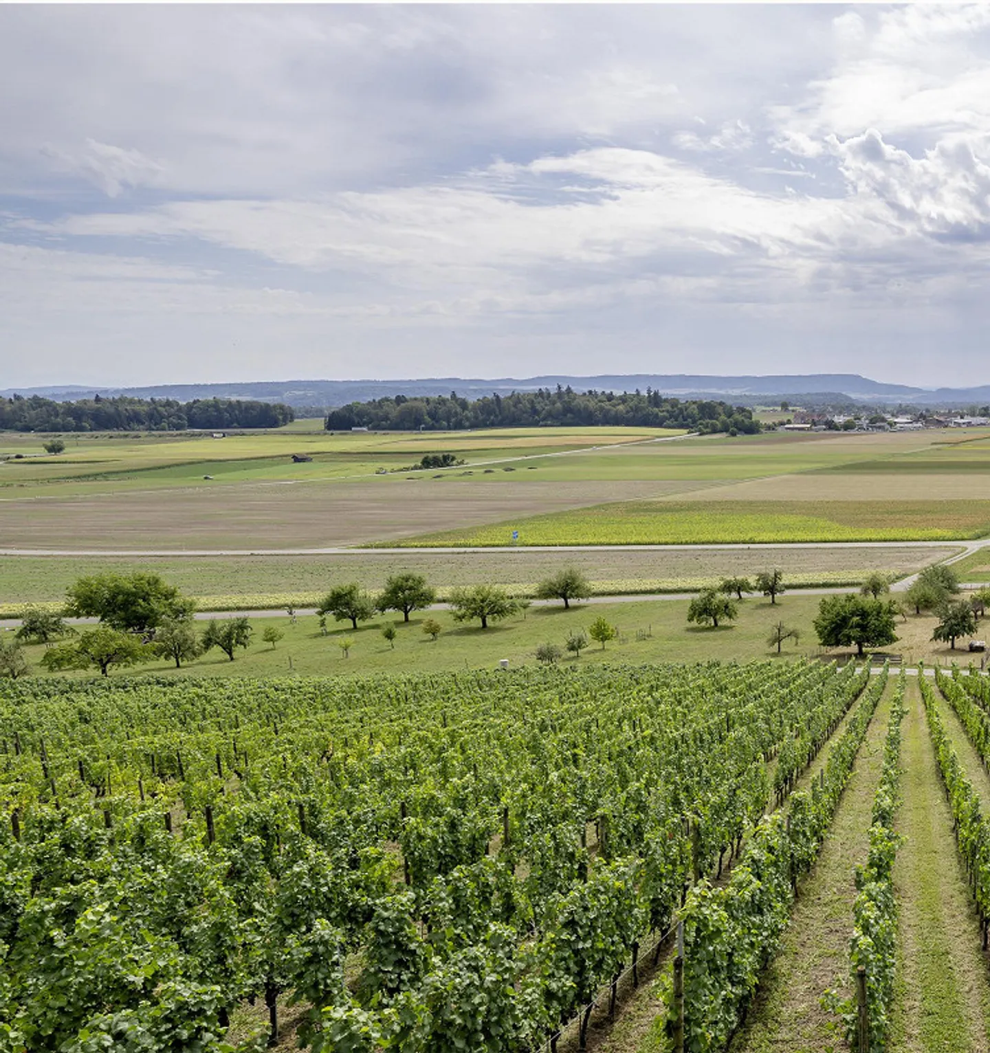 Unique, as-new vineyard operation in a sun-drenched location - Photo 3 of 7