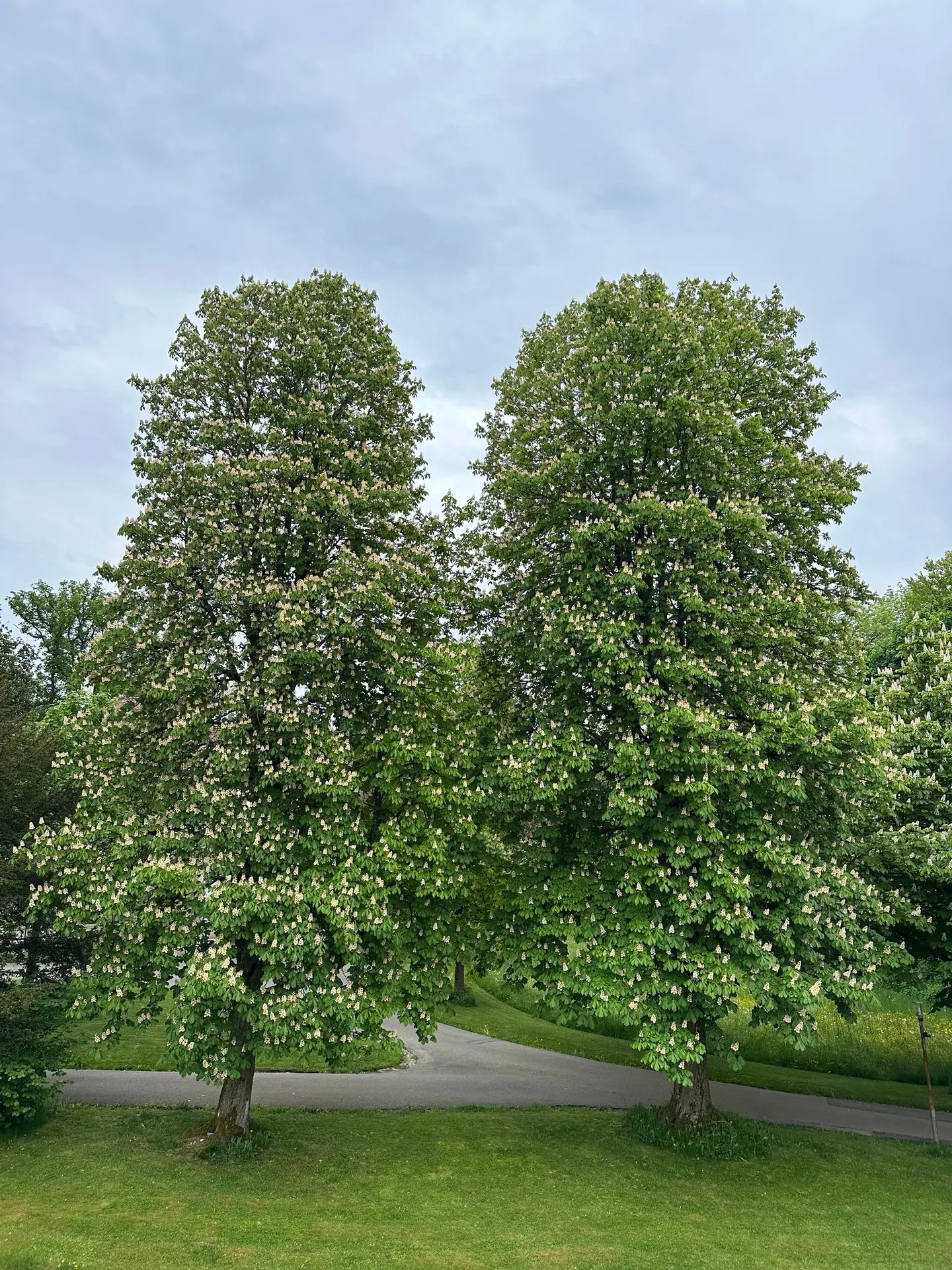 Ampio + moderno appartamento di 5.5 stanze al 2° piano con vista sul verde - Foto 7 di 11