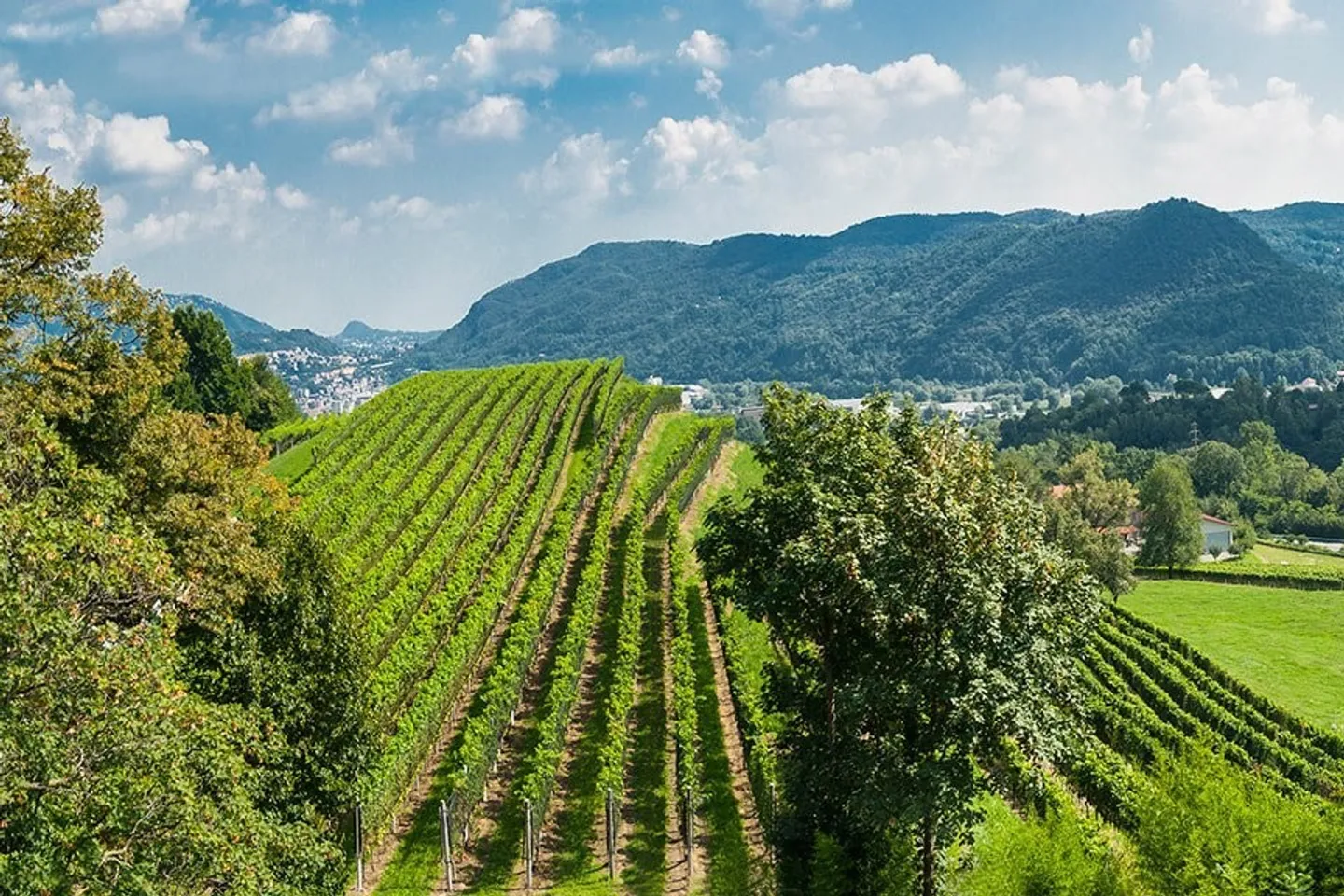 COLDREO - FOR RENT SPLENDID DUPLEX APARTMENT IMMERSED IN GREENERY (ref. 102) - Photo 11 of 13