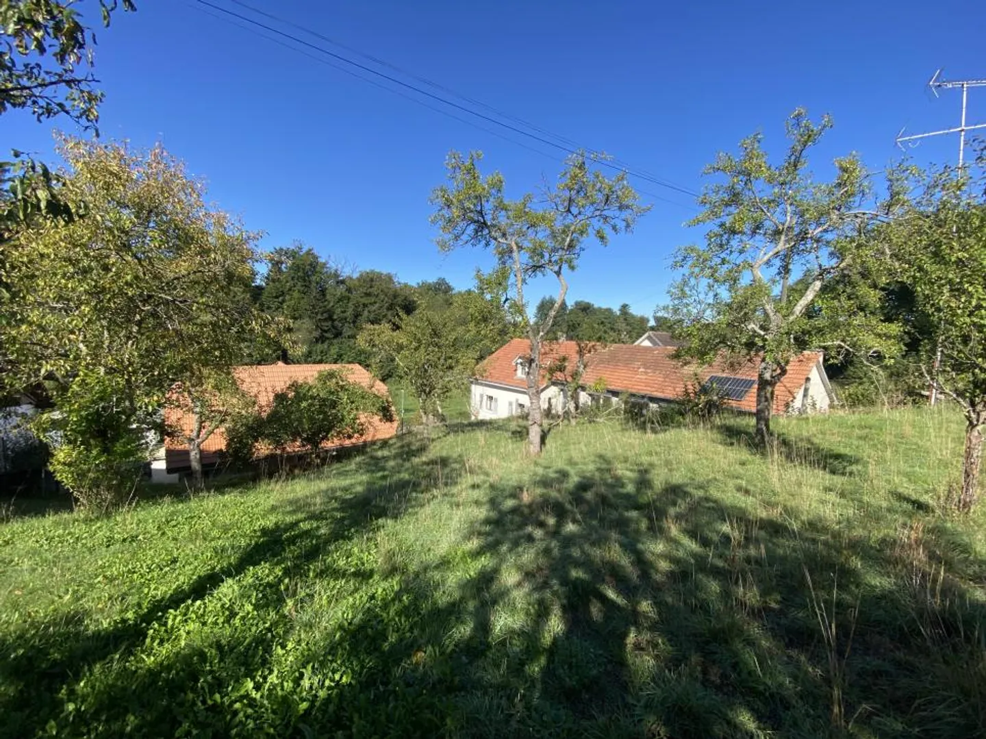 Grand verger ensoleillé - Photo 1 sur 13