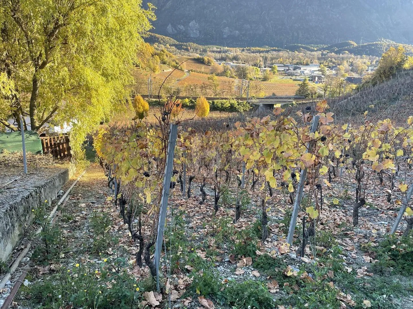 AU COEUR DES VIGNOBLES PITTORESQUES - Photo 4 sur 6
