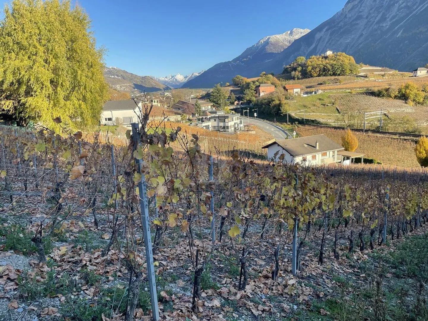 AU COEUR DES VIGNOBLES PITTORESQUES - Photo 5 sur 6