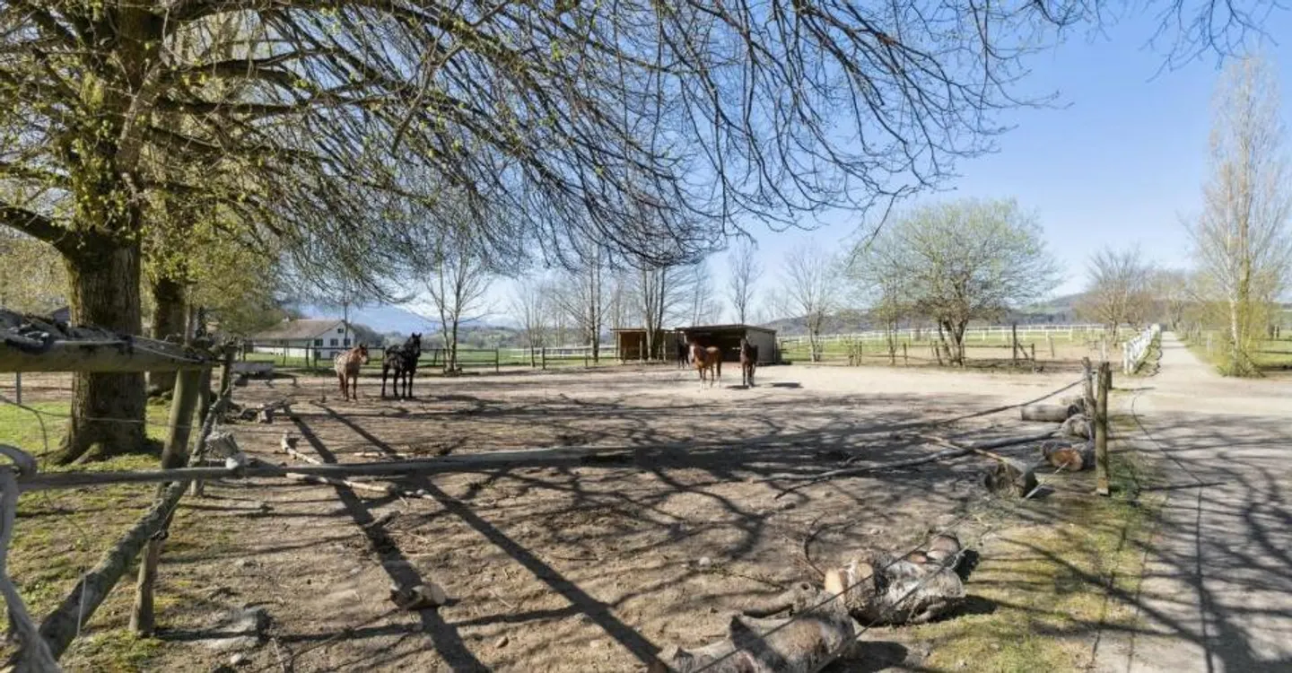 Esclusiva SOTHEBY'S Centro Equestre con rendimento - Foto 10 di 12