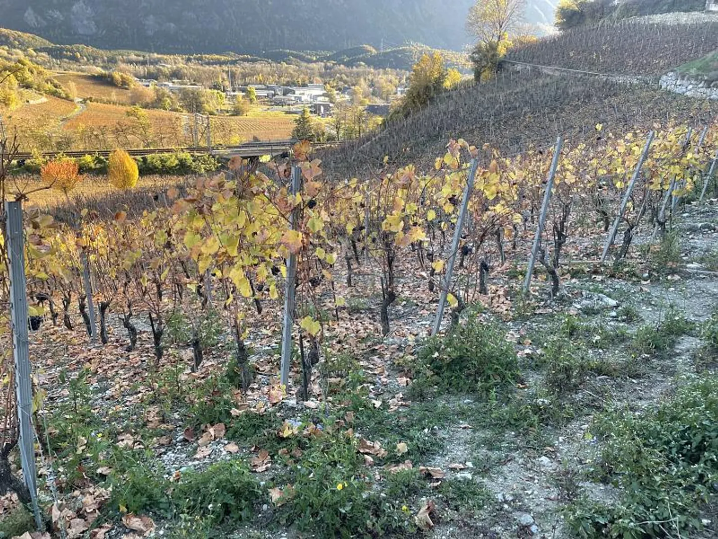 Idyllisches Grundstück im Weinland - Foto 3 von 6