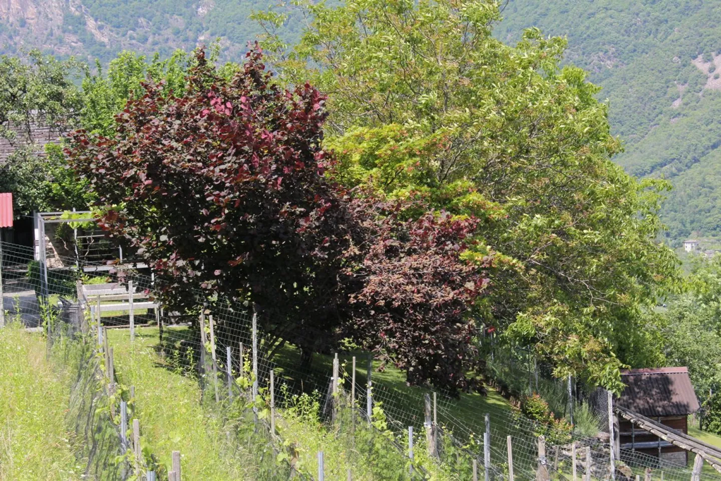 Maison rustique de 3 pièces avec pergola et grand jardin - Photo 11 sur 11