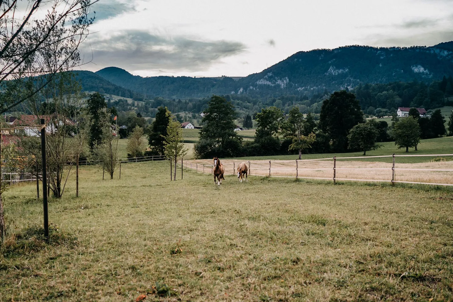 Quality of Life for You and Your Horses at the Foot of the Jura - Photo 14 of 16