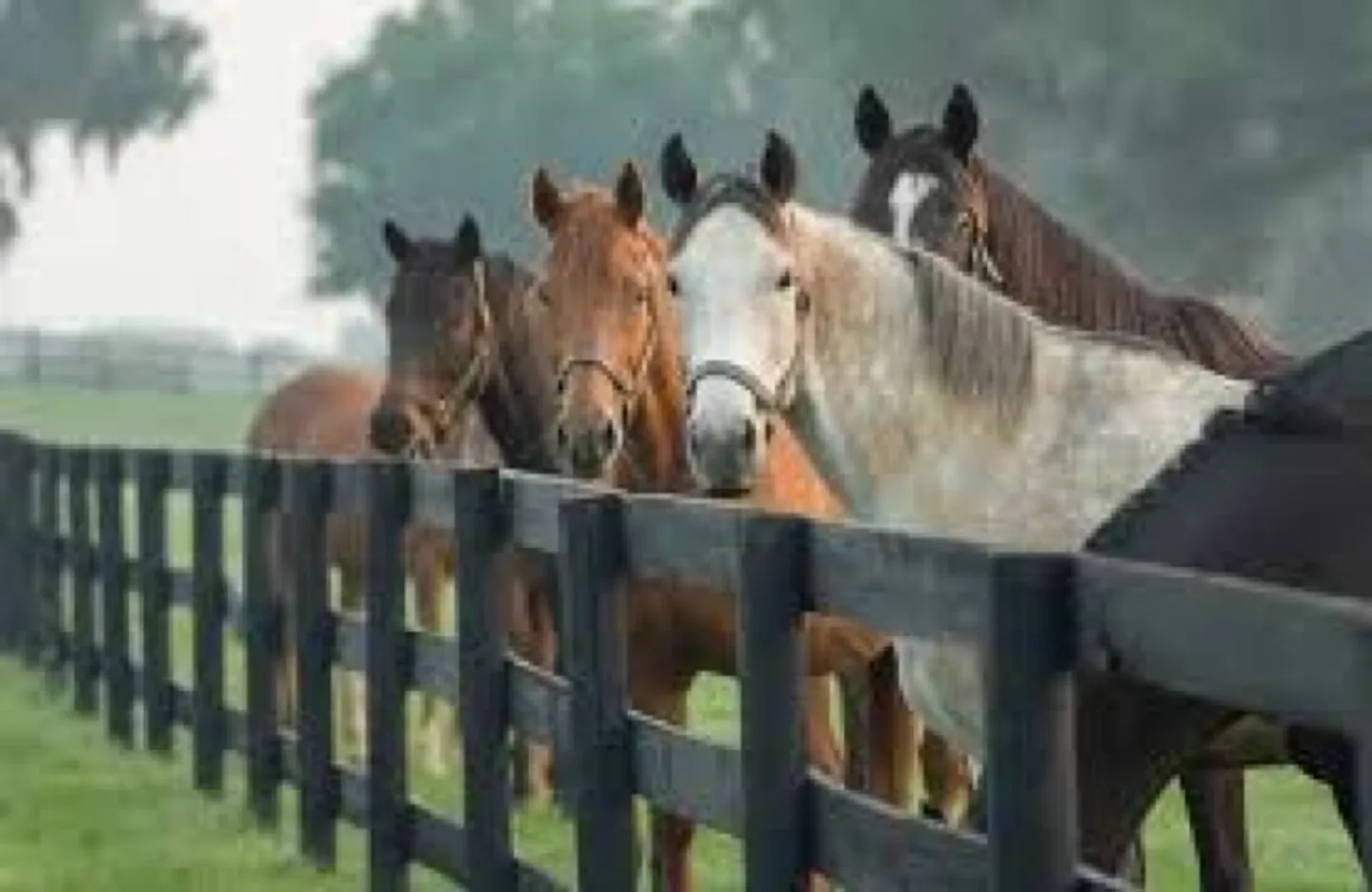 Proprietà equestre recentemente ristrutturata con casa residenziale e studio - Foto 4 di 6
