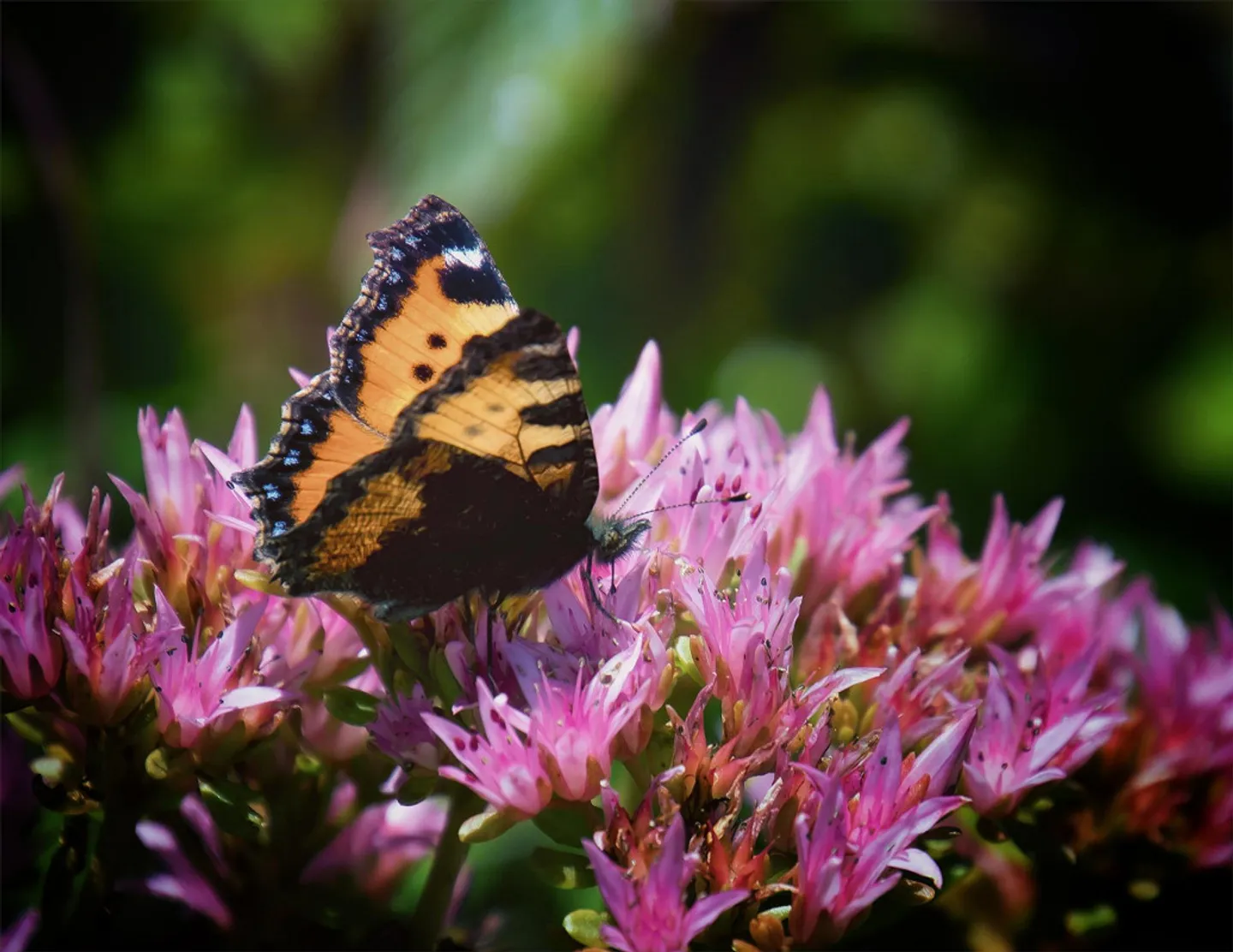 Ein Bijou für Naturliebhaber, Ruhesuchende und Gartenfreunde - Photo 20 of 22