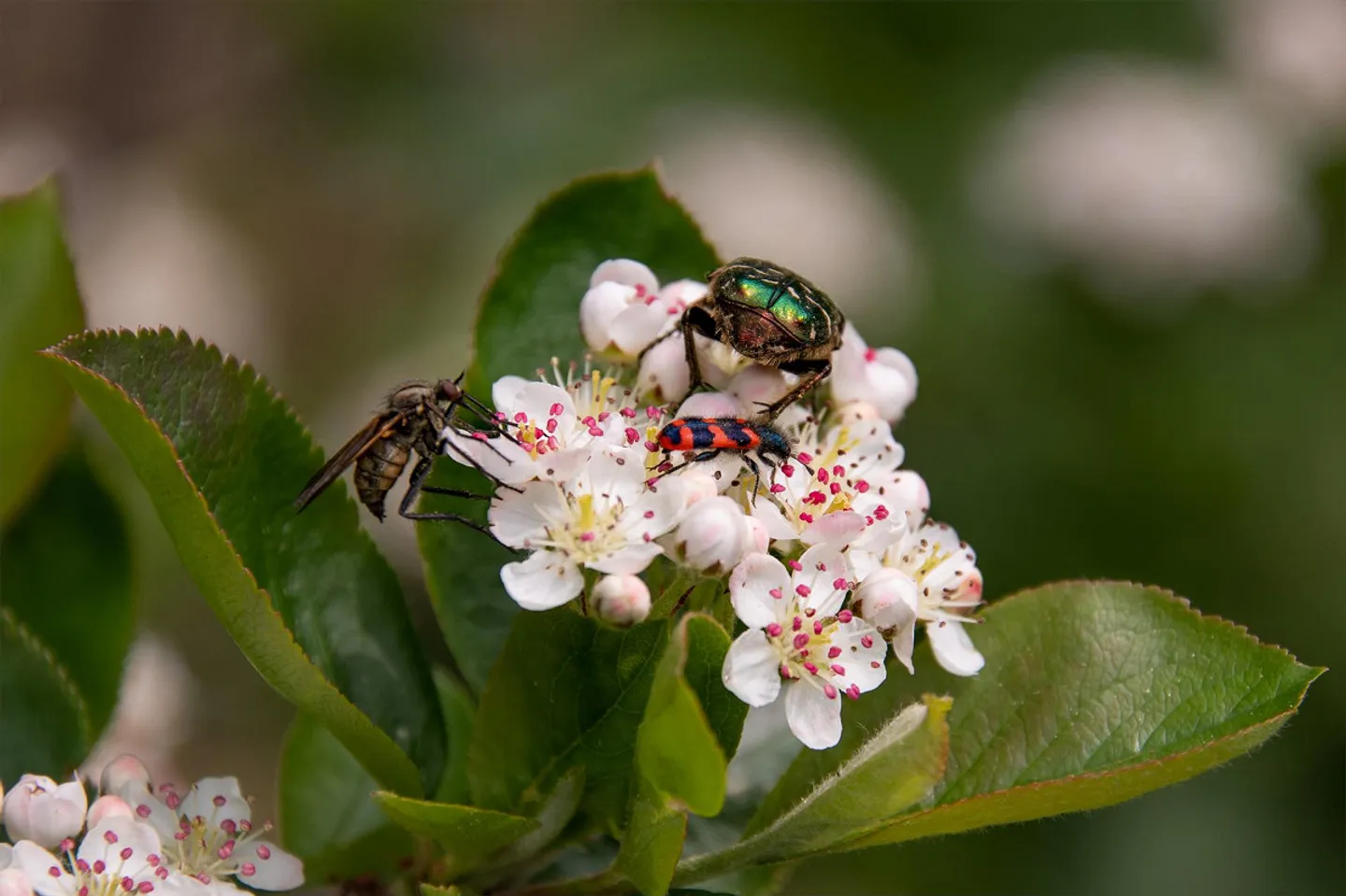 Ein Bijou für Naturliebhaber, Ruhesuchende und Gartenfreunde - Photo 19 of 22