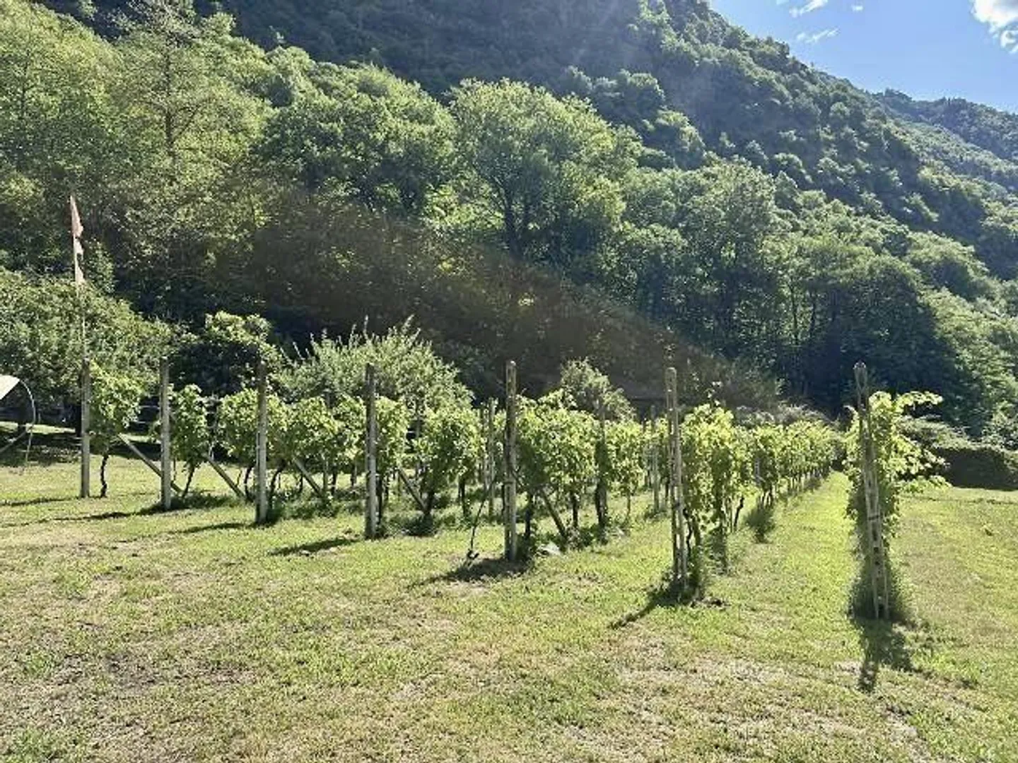 Building land of 925 m2 and property with house, vineyard and meadow... - Photo 16 of 21