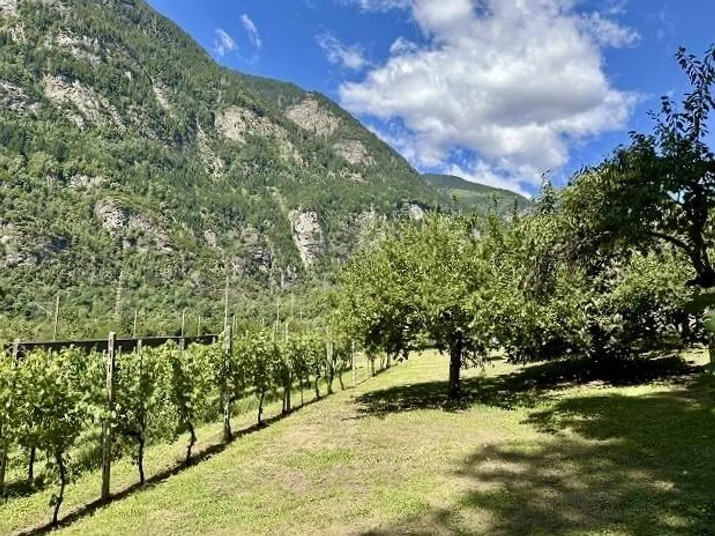 Building land of 925 m2 and property with house, vineyard and meadow... - Photo 17 of 21