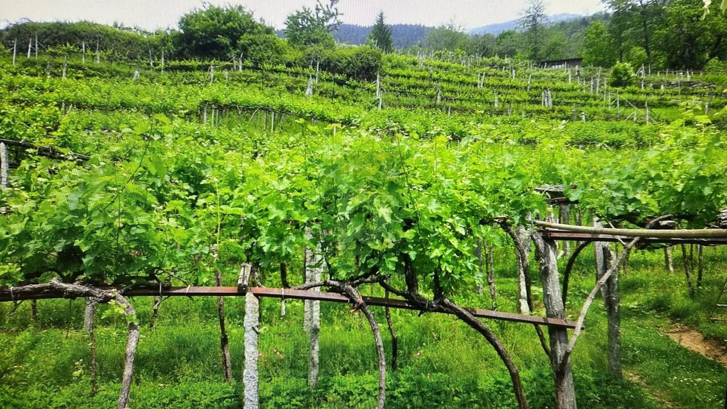 AMPIO TERRENO, IN POSIZIONE TRANQUILLA - Foto 4 di 5