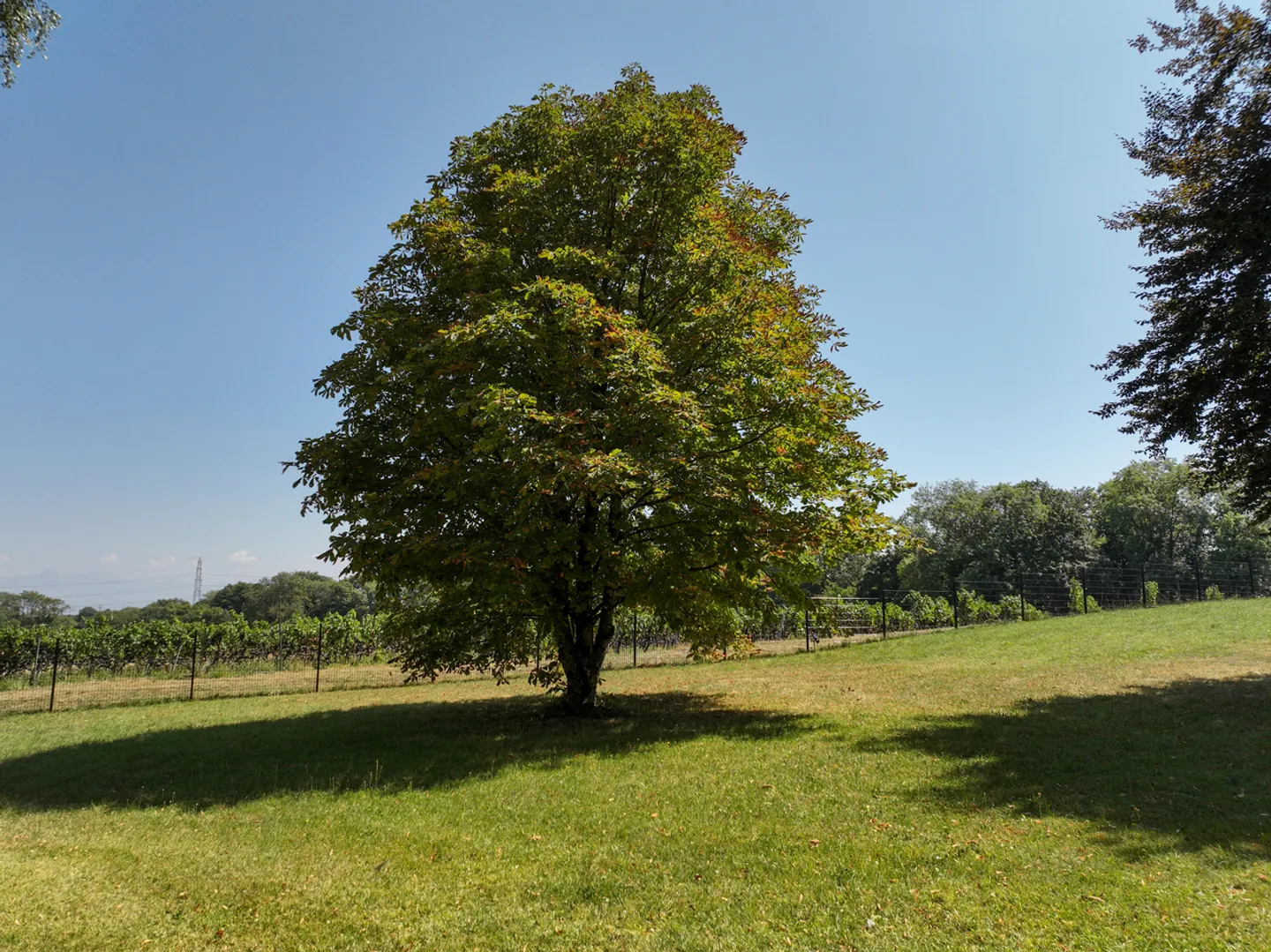 Manoir du 18ème siècle avec parc rénové de 7 800 m² - Photo 58 sur 60