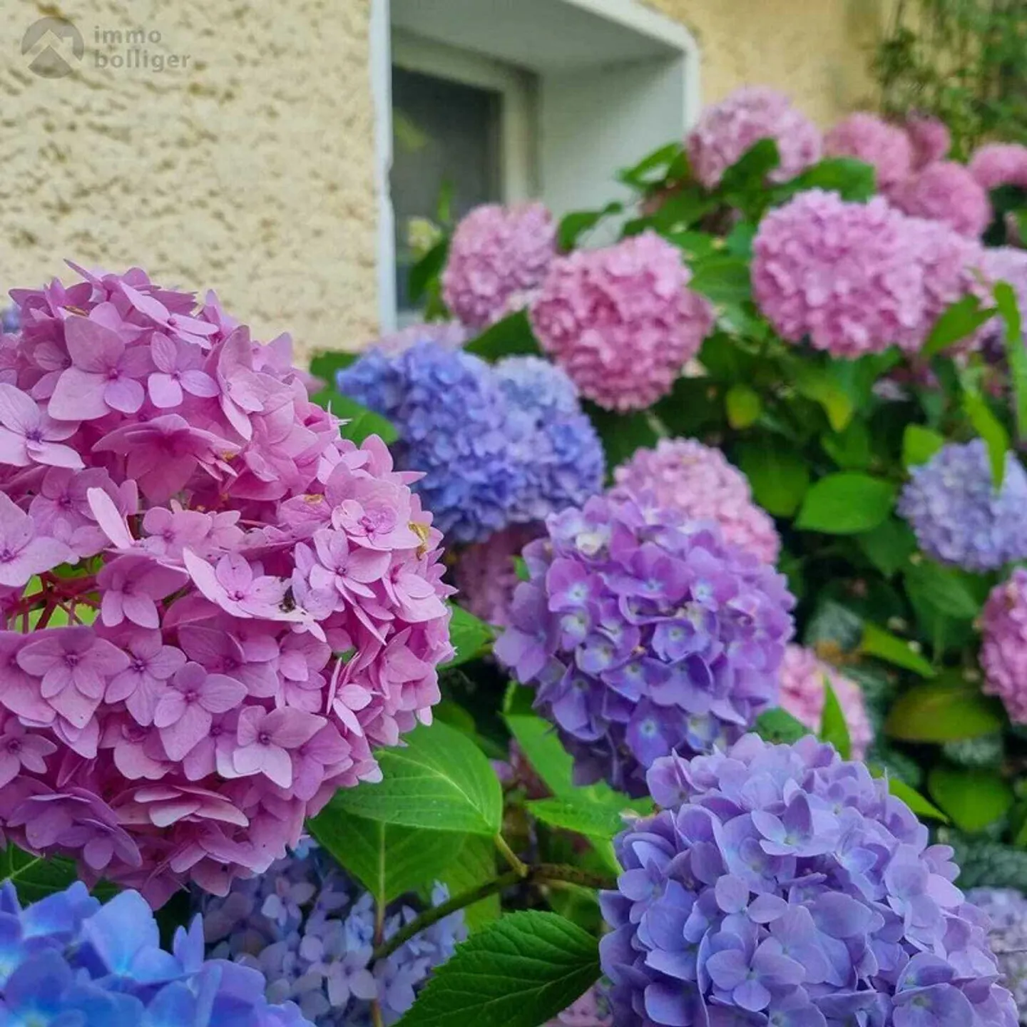 Blumiges Zuhause am Flieder-Weg - Photo 11 sur 13