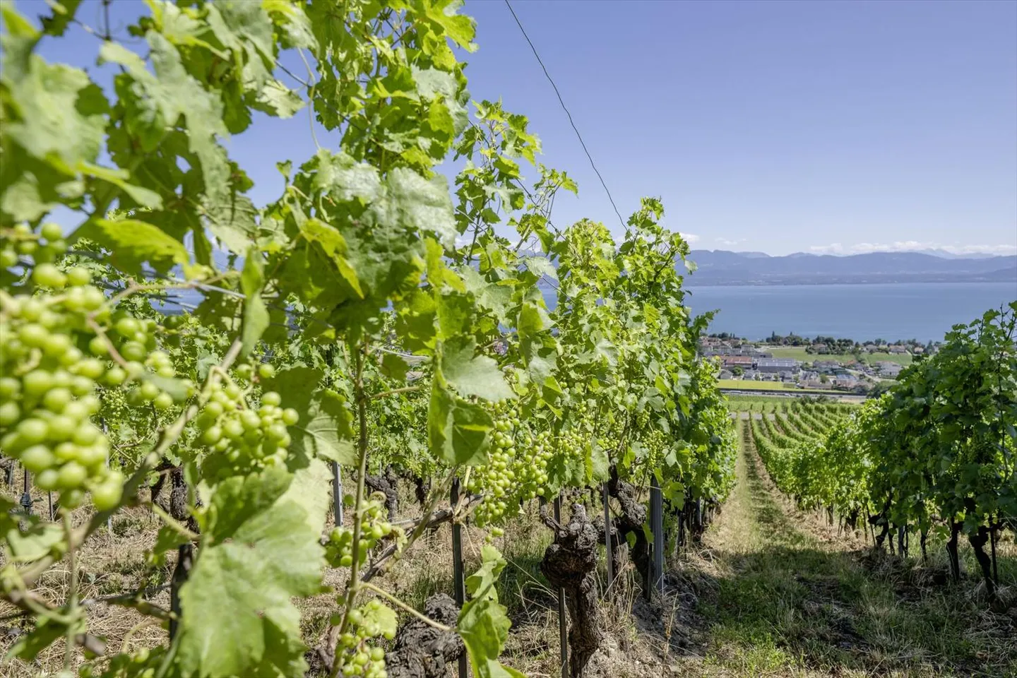 Villa elegante a Bougy-Villars con vista panoramica sul Lago di Ginevra e le Alpi - Foto 12 di 12