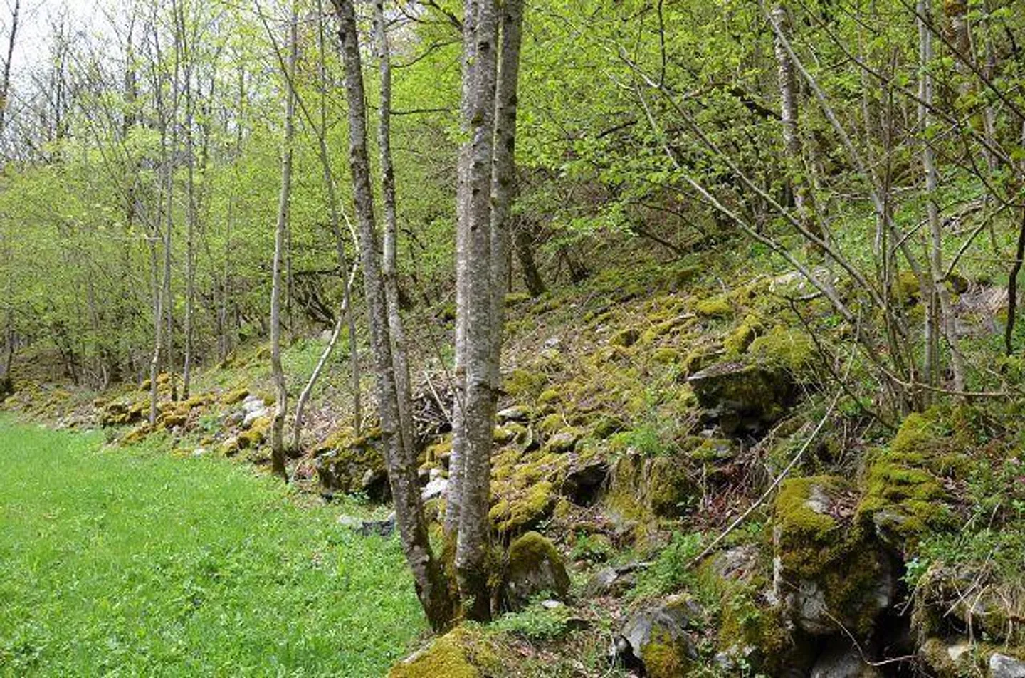 Rustico di 2 piani da ristrutturare nella natura con grande area boschiva - Foto 15 di 30