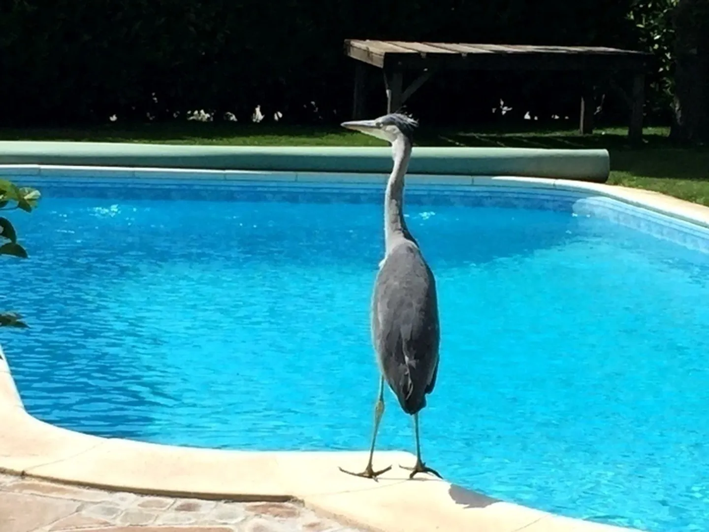 Stylish Apartment with Pool - Photo 1 of 9