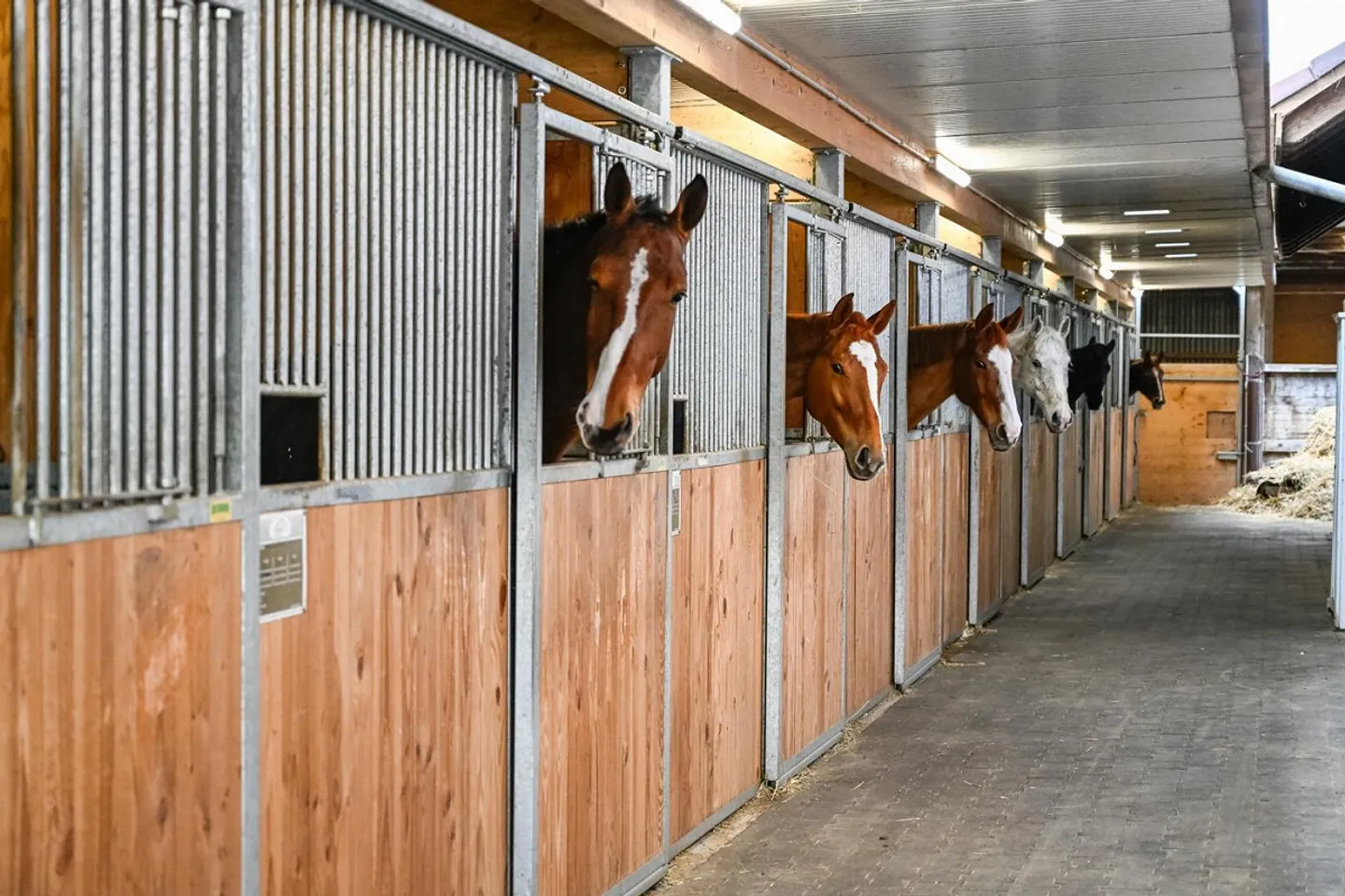 INSTALLATION ÉQUESTRE EN ZONE INDUSTRIELLE AVEC UN GRAND POTENTIEL - Photo 17 sur 42
