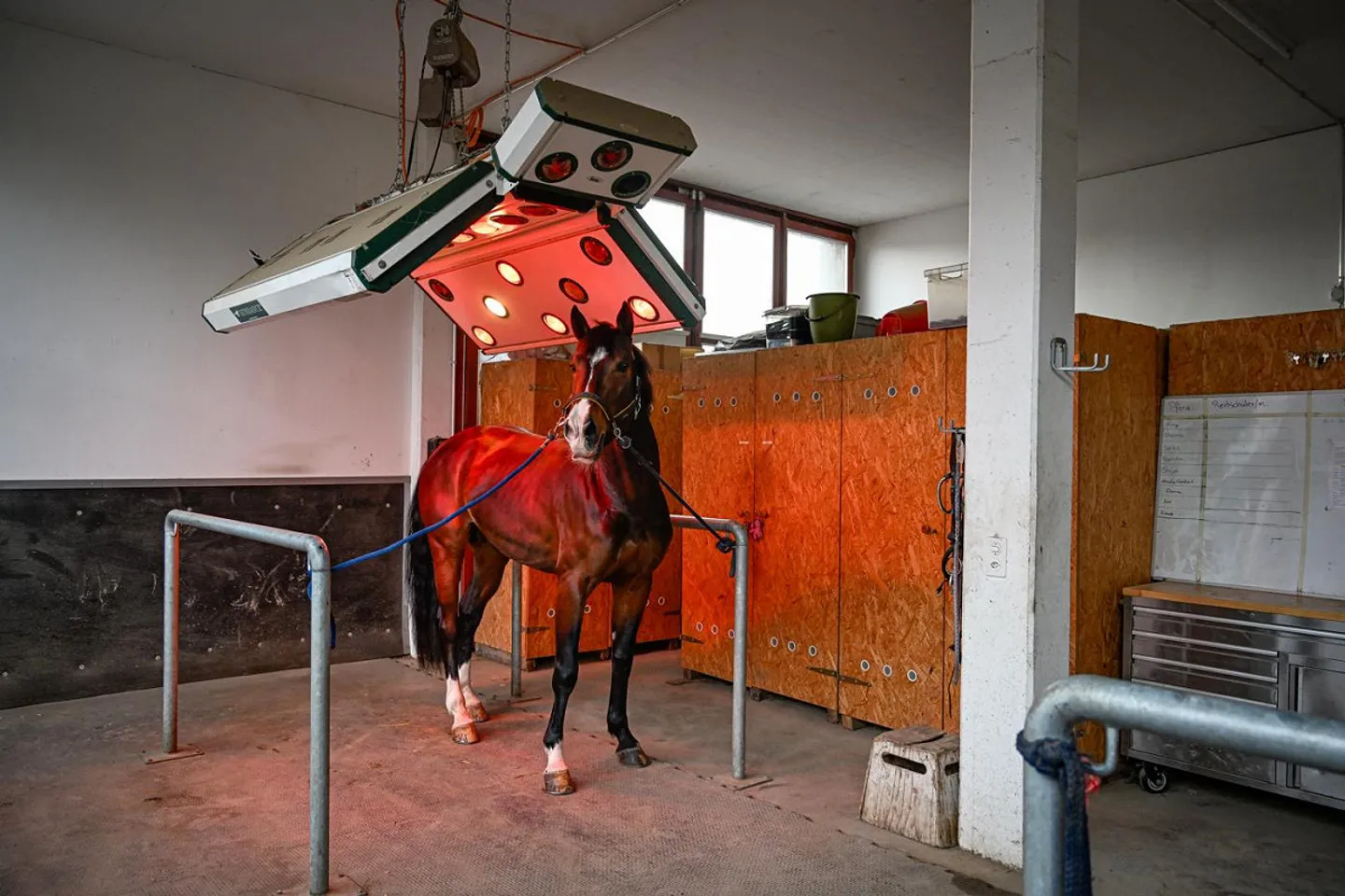 INSTALLATION ÉQUESTRE EN ZONE INDUSTRIELLE AVEC UN GRAND POTENTIEL - Photo 24 sur 42