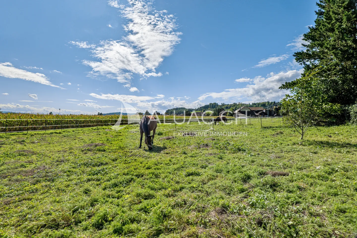Domaine rural de rêve pour les humains et les animaux - Photo 15 sur 18