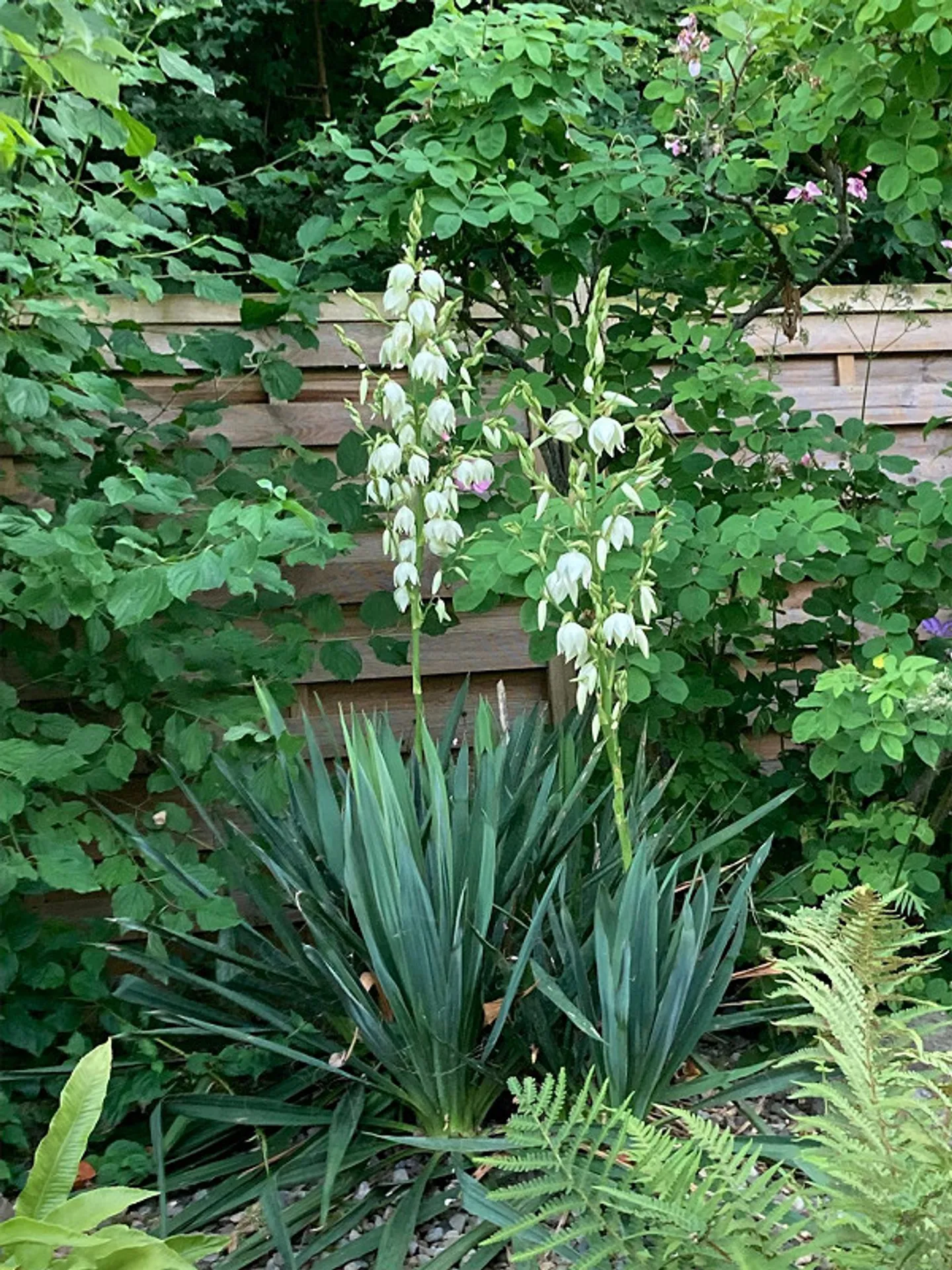 Rurale-idilliaco - Incantevole casa angolare in posizione tranquilla - Foto 17 di 17