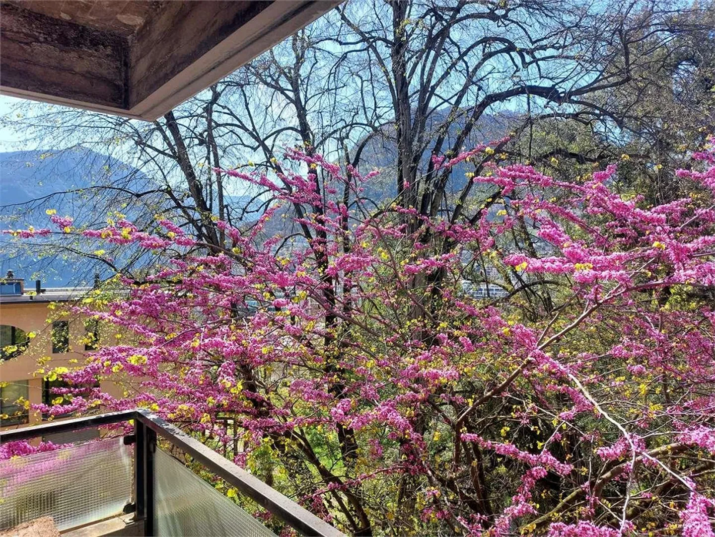 Lugano Loreto - Wohnung im Park - Foto 11 von 12