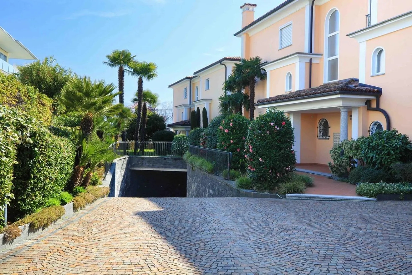 Camelia - Photo 3 of 14