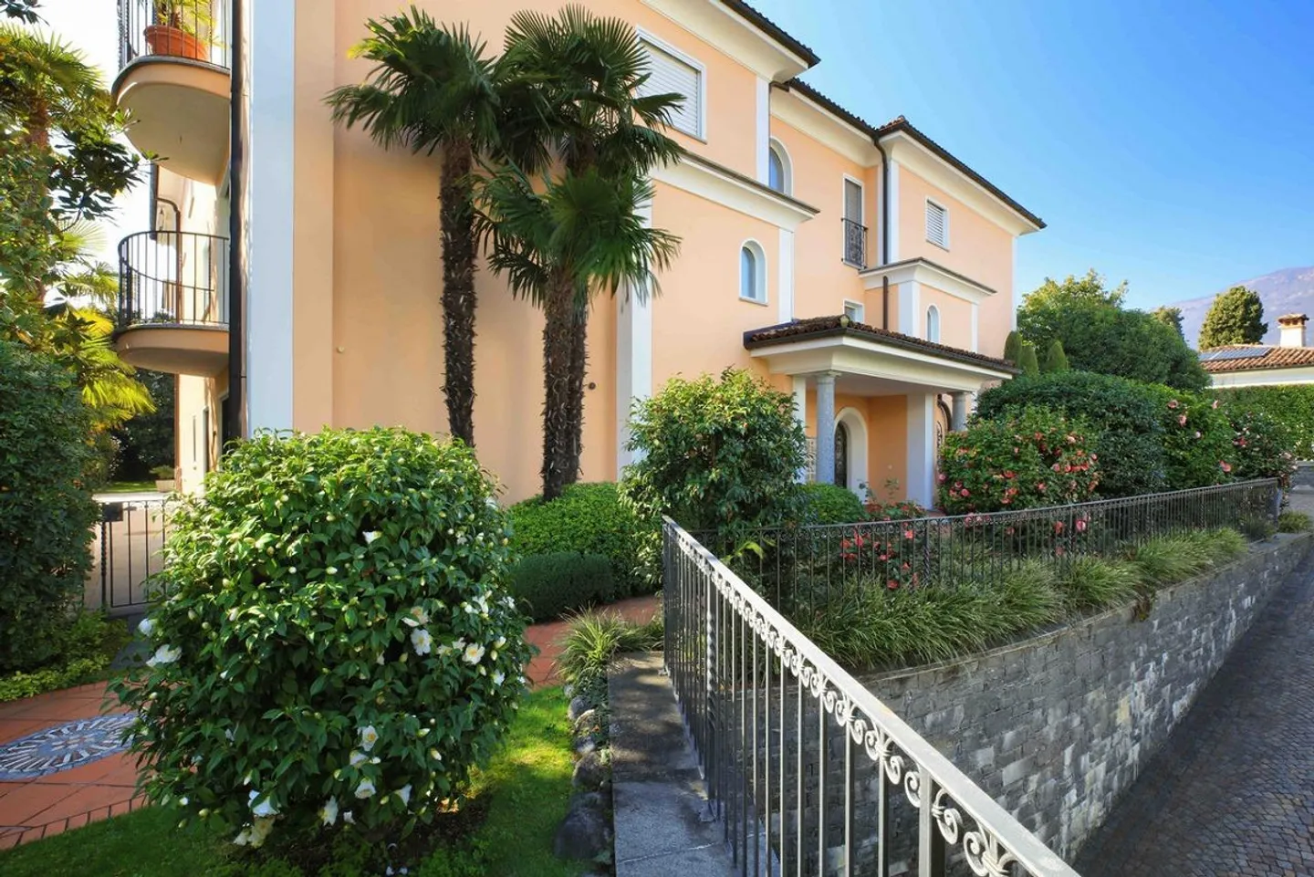 Camelia - Photo 12 of 14