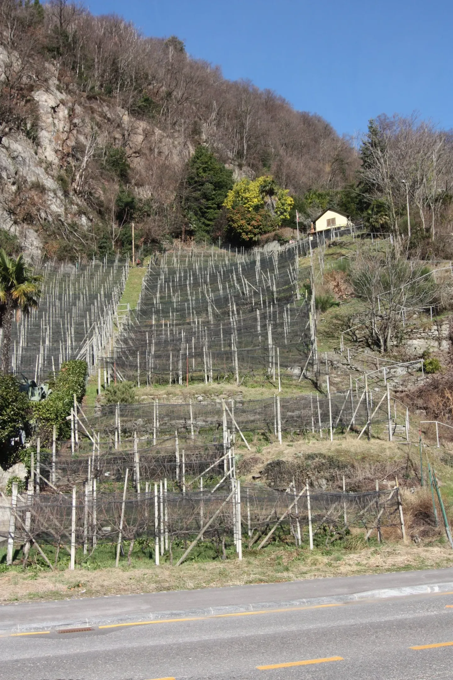 Vineyard/Agricultural Land with 400 Merlot Vines - Photo 1 of 3