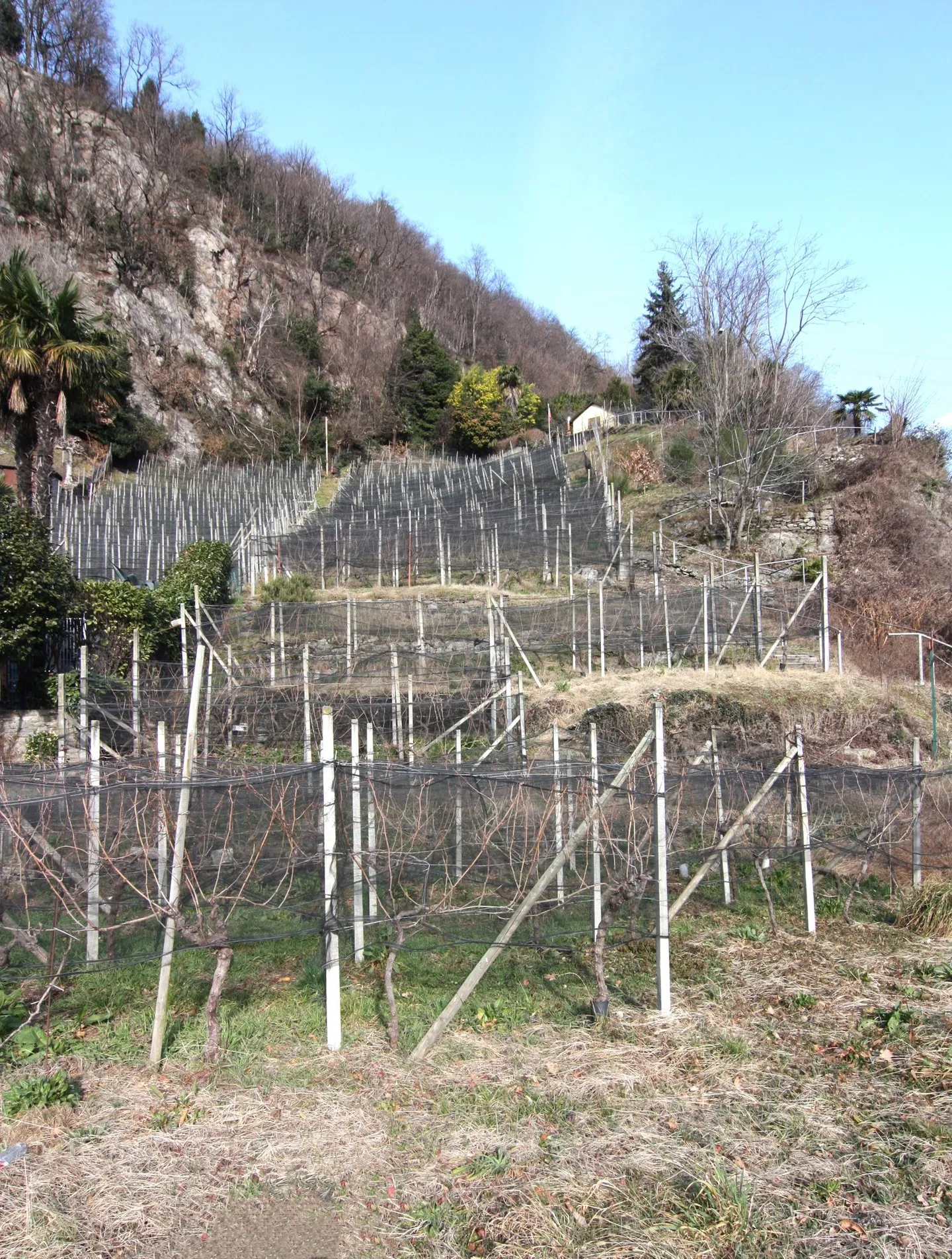 Vineyard/Agricultural Land with 400 Merlot Vines - Photo 2 of 3
