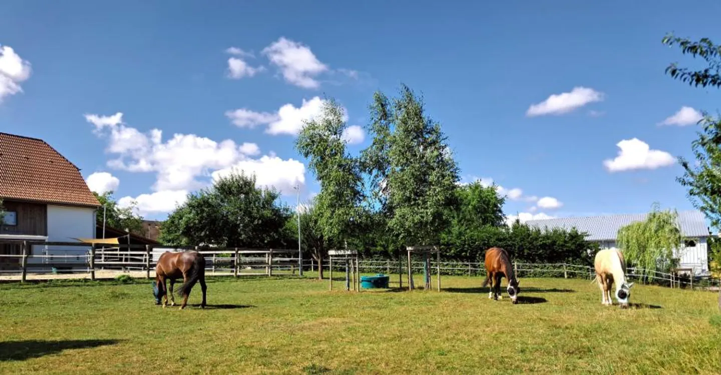 Ferme rénovée avec installations équestres - Photo 6 sur 29