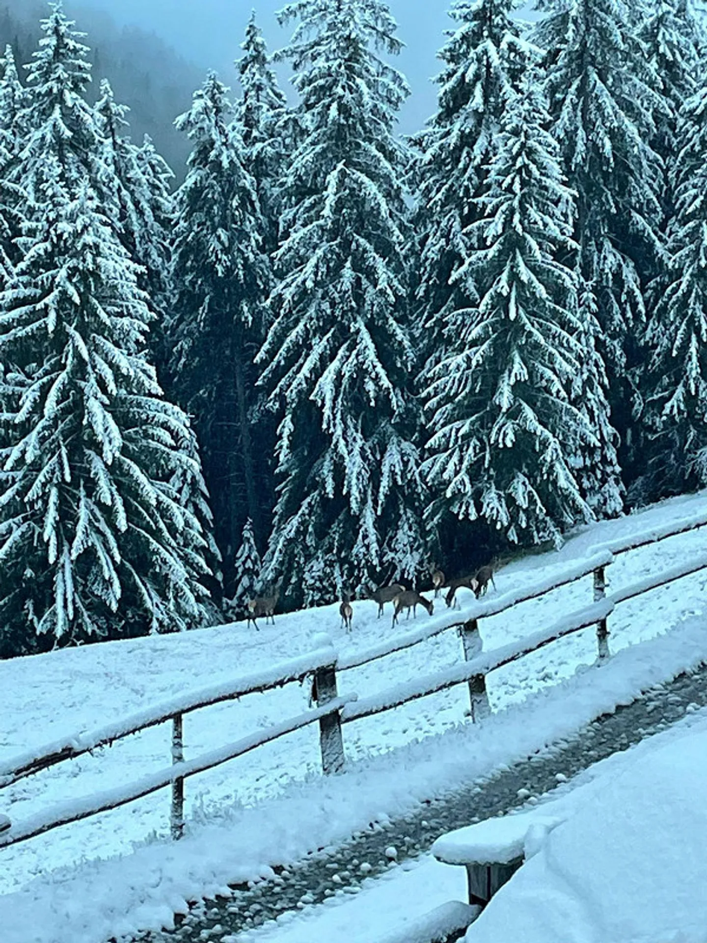 Charmante Maiensäss Hütte - Foto 18 von 21