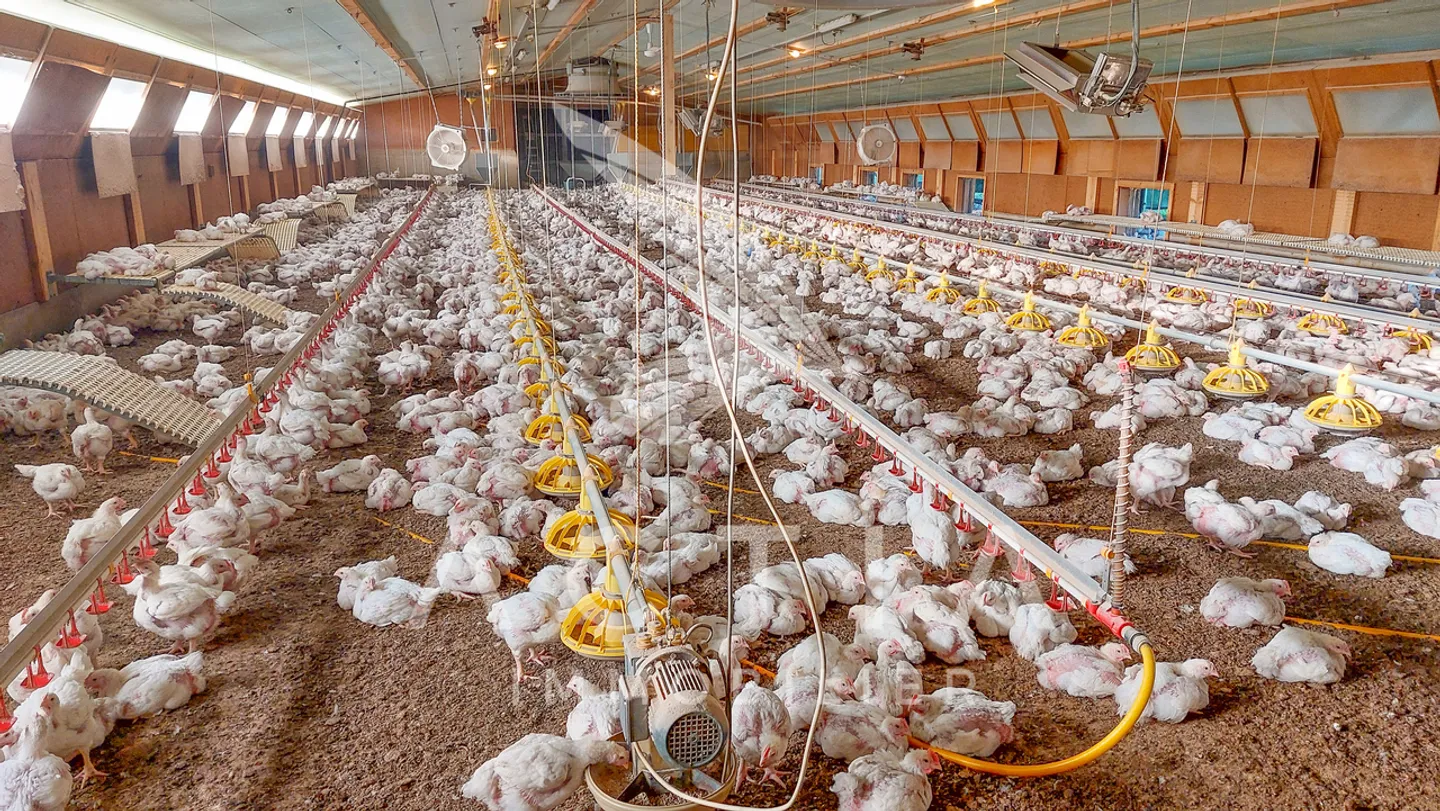 Large Crop Farming with Chicken Hall - Photo 8 of 15