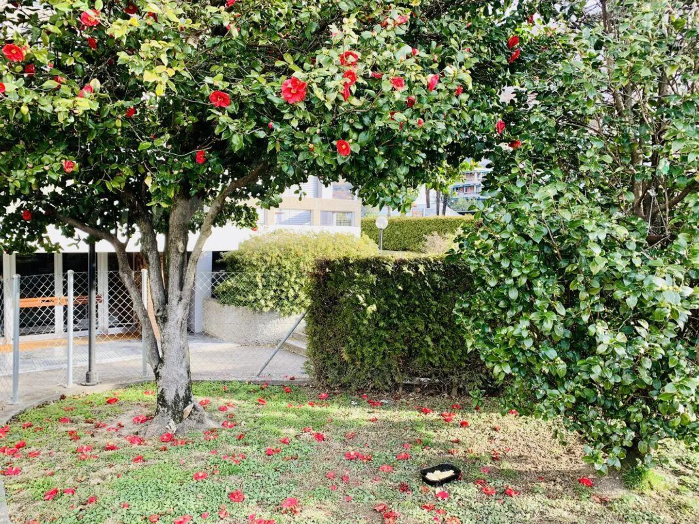 BELLINZONA | LARGE ONE-ROOM APARTMENT | BALCONY - Photo 9 of 9