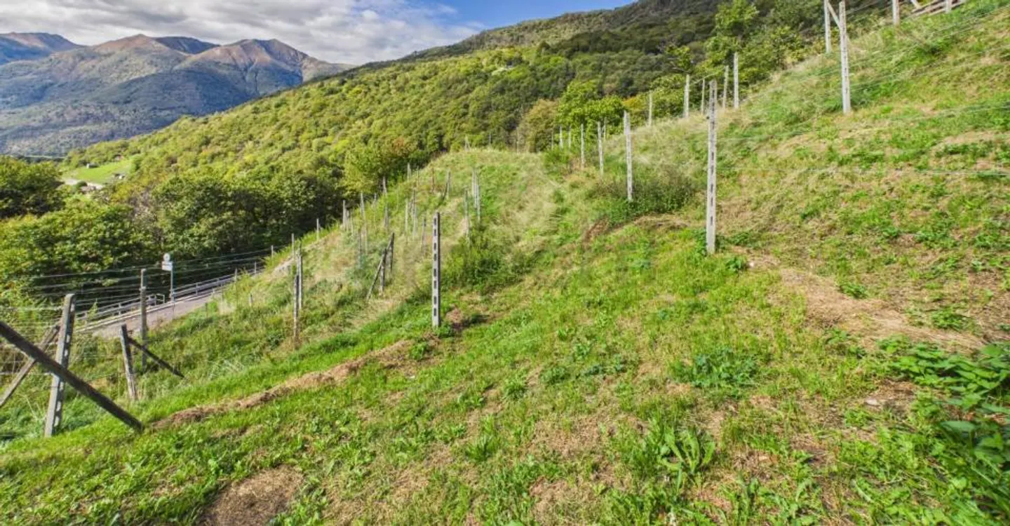 Terrain constructible à Monteceneri - Photo 2 sur 8