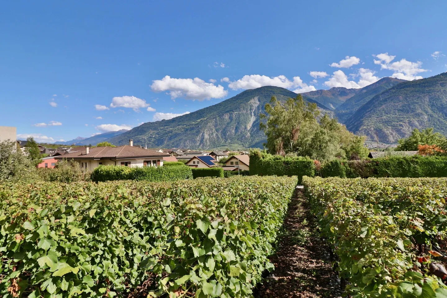 Die Weinberge der Arche - 4,5 Zimmer in einem Gebäude mit 4 Wohnungen - Foto 10 von 13