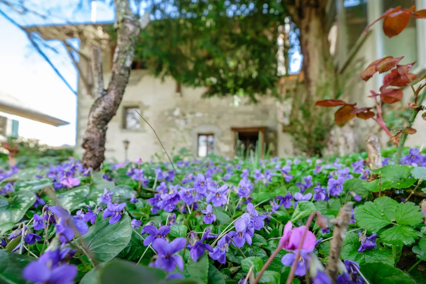 House to renovate with large land - strong potential for development - Photo 1 of 10