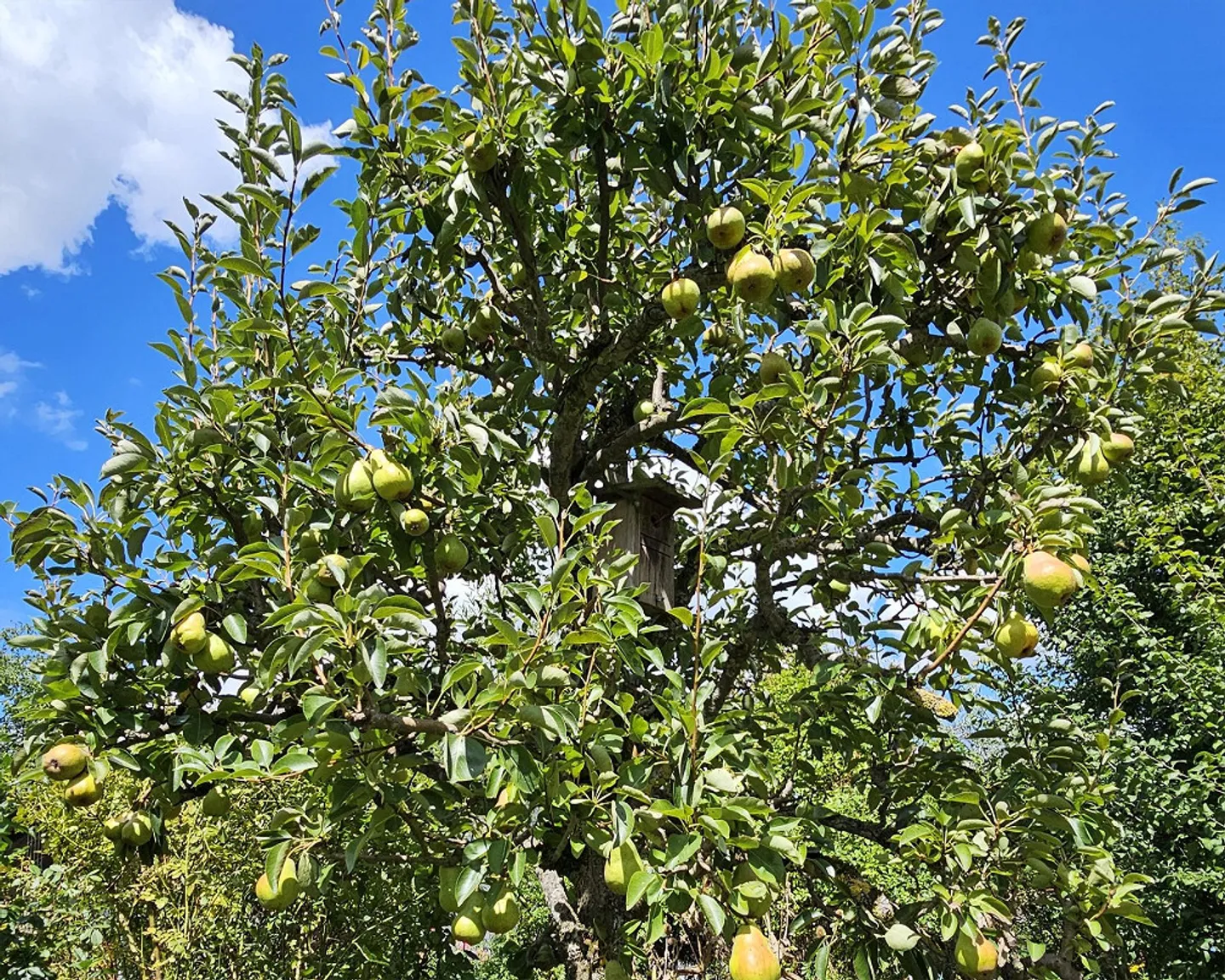 Ein Bijou für Naturliebhaber, Ruhesuchende und Gartenfreunde - Photo 17 of 22