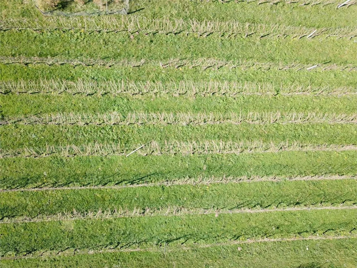 Stupendo terreno edificabile - Foto 1 di 1