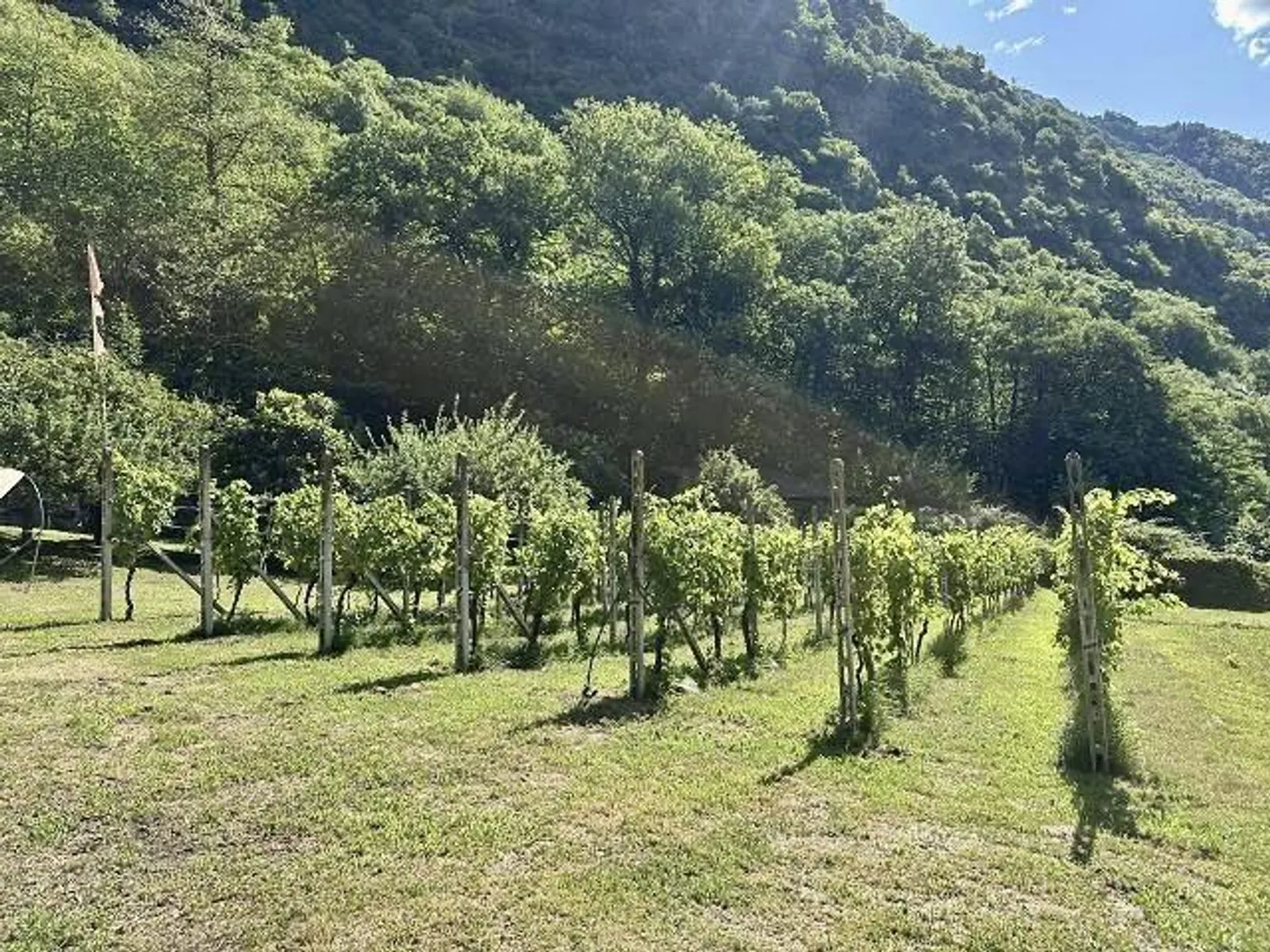 Casetta di 2 locali con vigne e prato - Foto 16 di 21