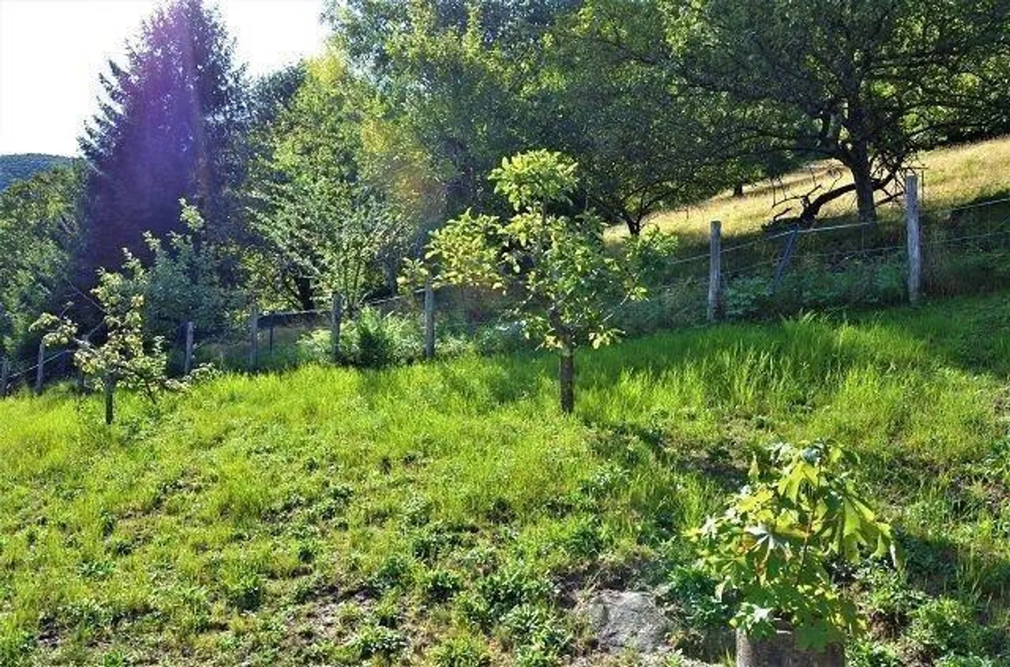 5 1/2-Zimmer-Berghaus an sehr ruhiger, sonniger Aussichtslage / Cascina di 5 1/2 locali immersa nella natura molto tranquilla con grande terreno - Foto 26 di 42