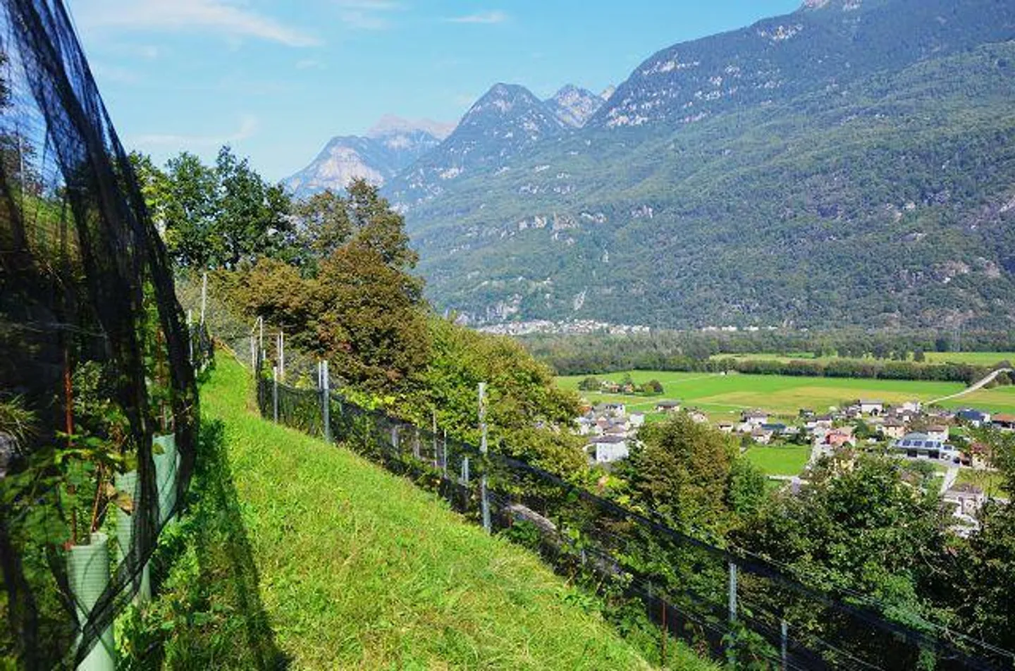 Deux granges à développer avec vignoble et beaucoup de terrain - Photo 12 sur 34