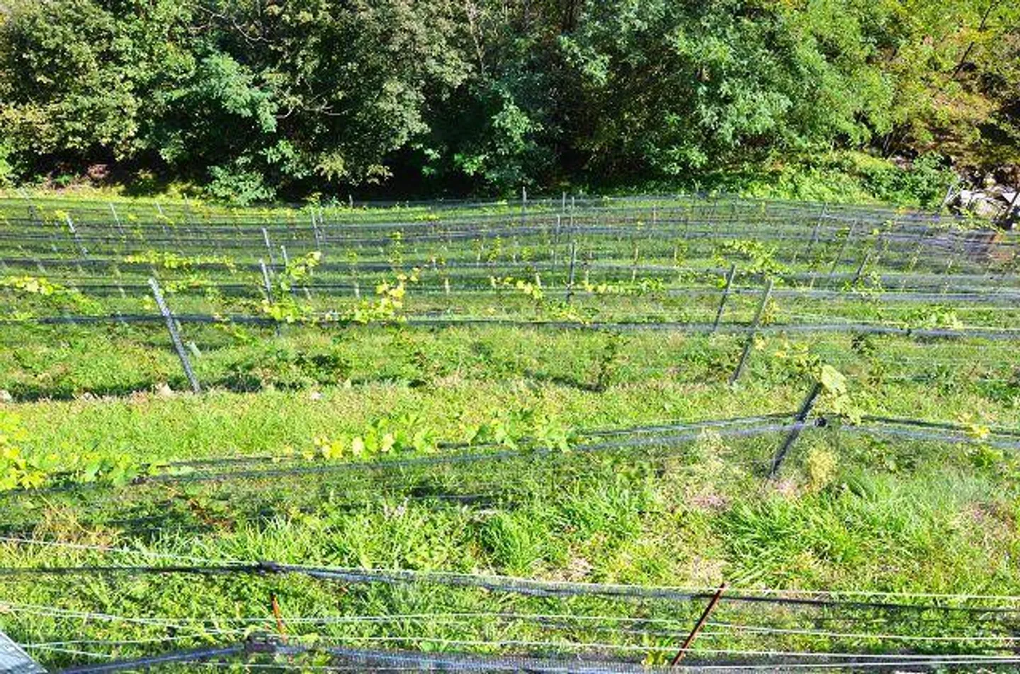 Deux granges à développer avec vignoble et beaucoup de terrain - Photo 13 sur 34