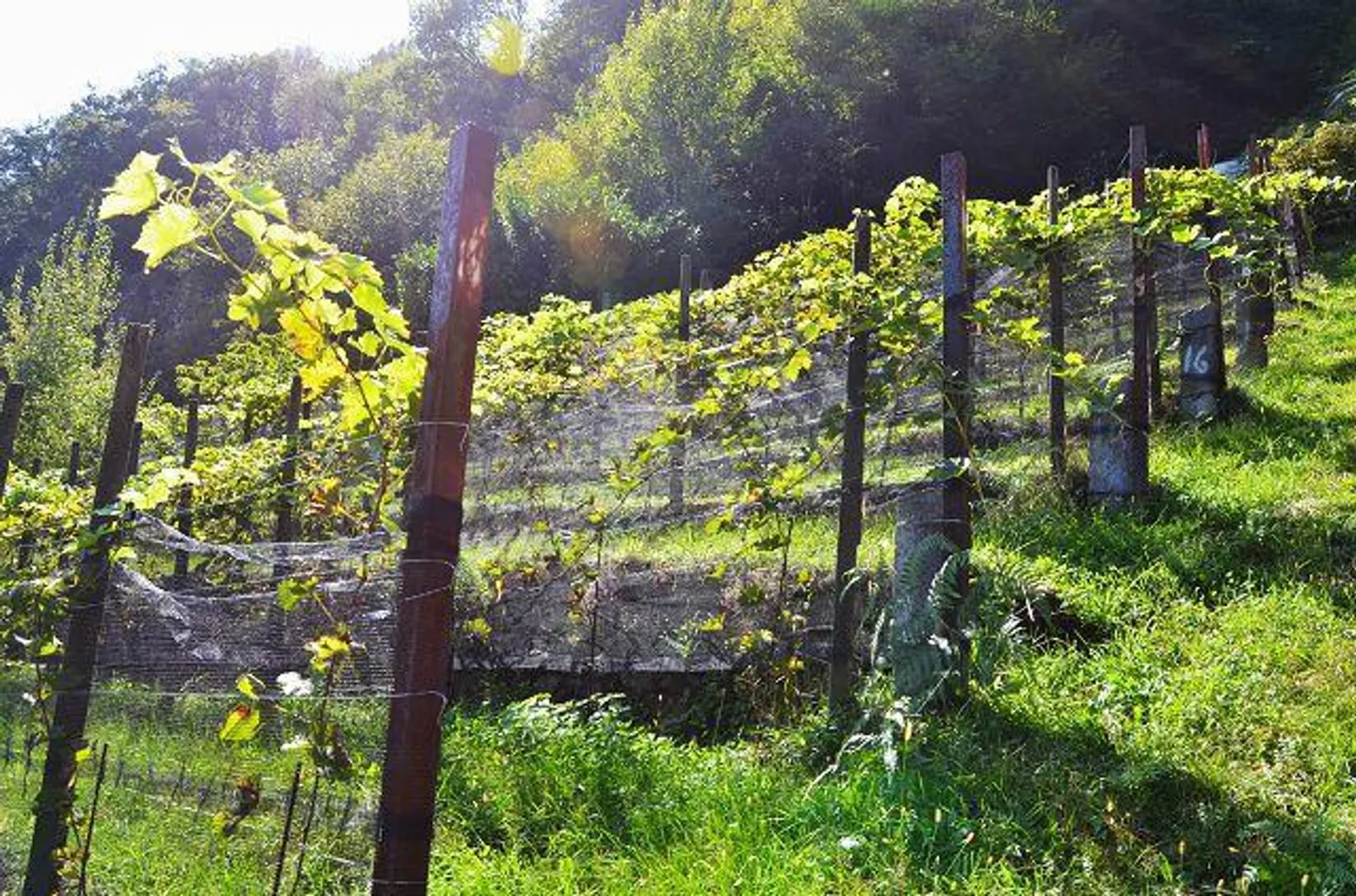 Deux granges à développer avec vignoble et beaucoup de terrain - Photo 14 sur 34