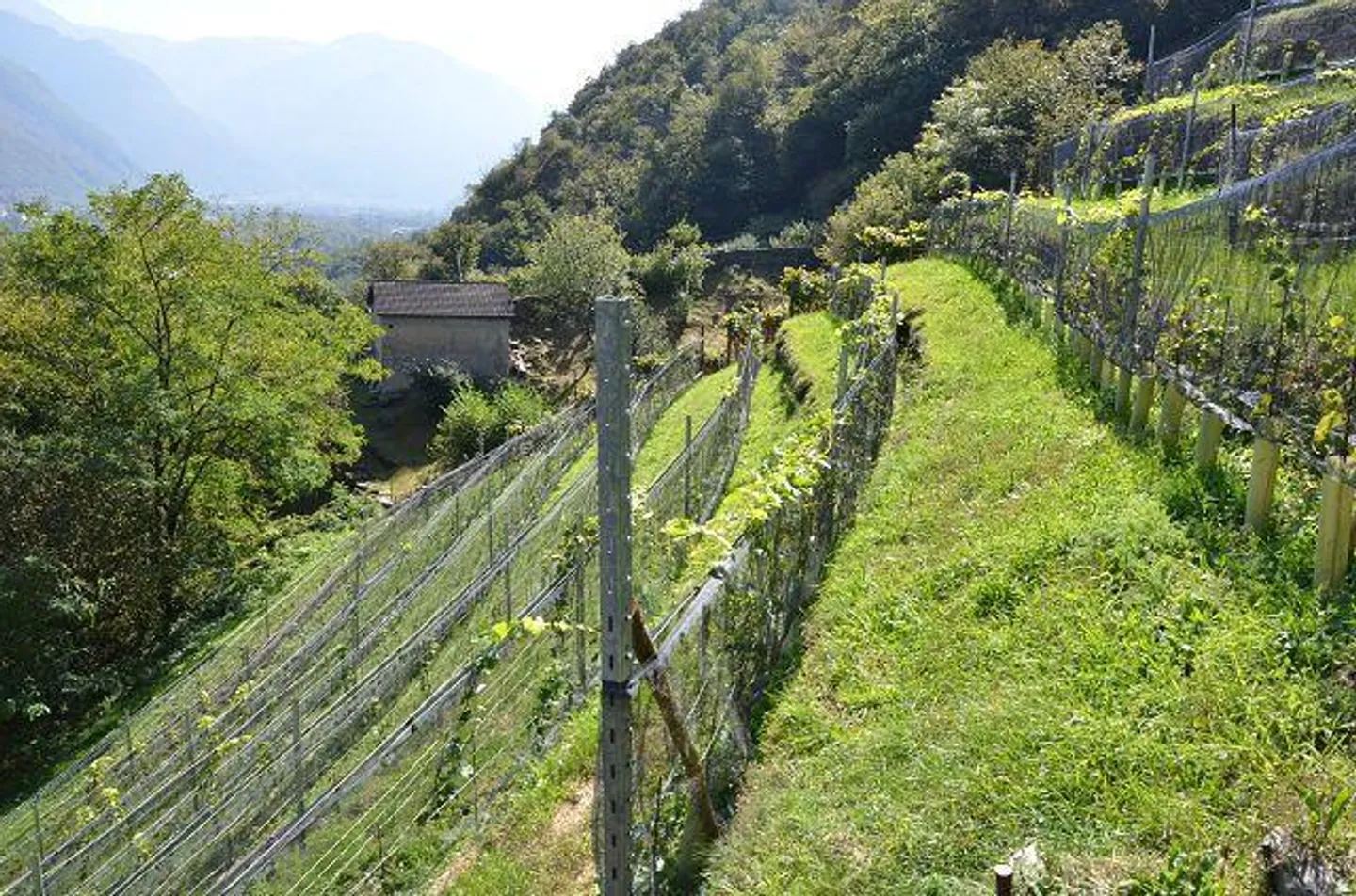 Deux granges à développer avec vignoble et beaucoup de terrain - Photo 16 sur 34