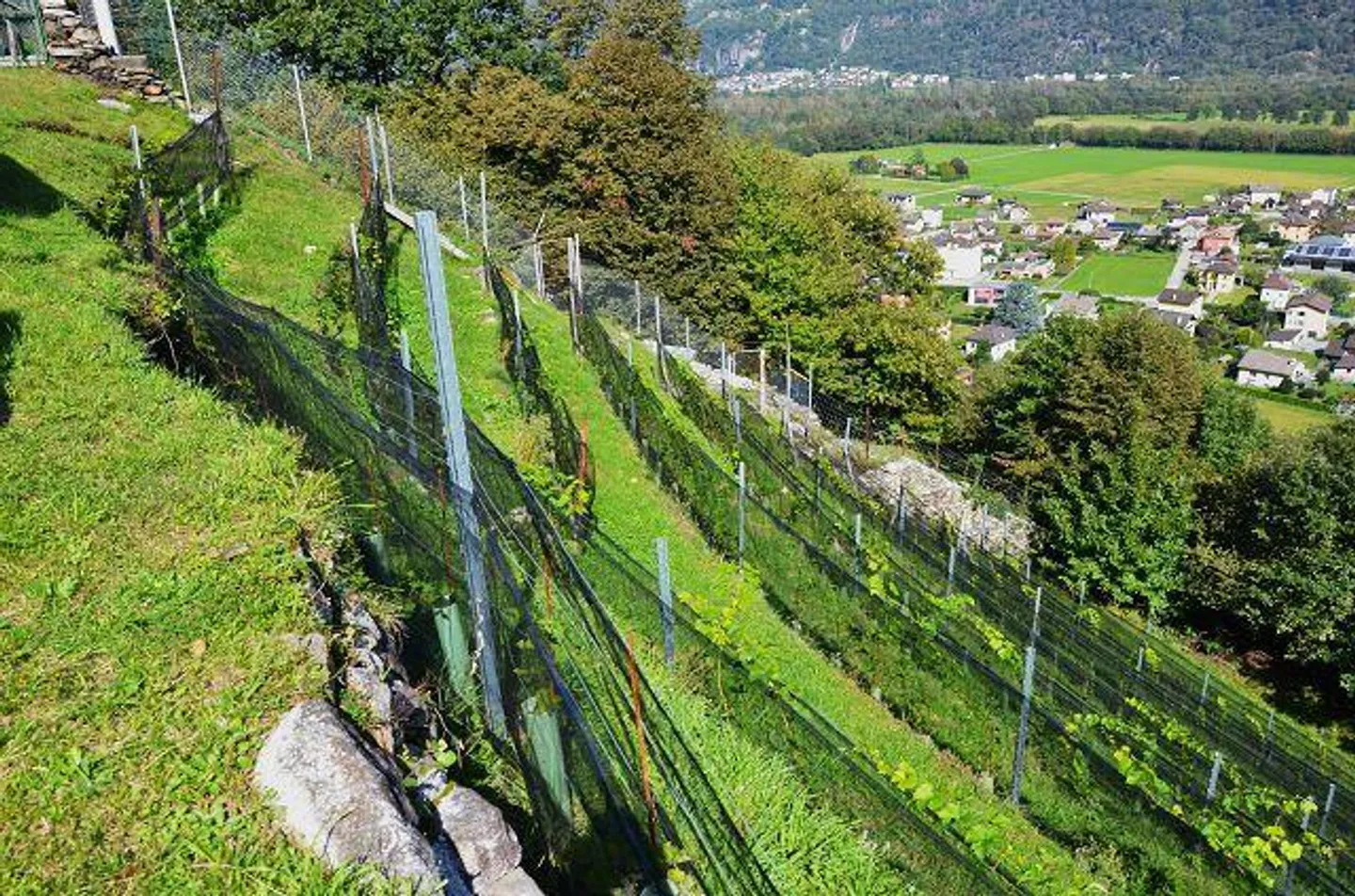 Deux granges à développer avec vignoble et beaucoup de terrain - Photo 15 sur 34