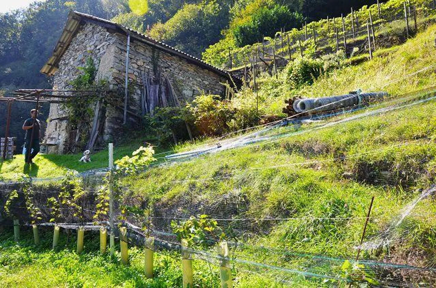 Deux granges à développer avec vignoble et beaucoup de terrain - Photo 27 sur 34