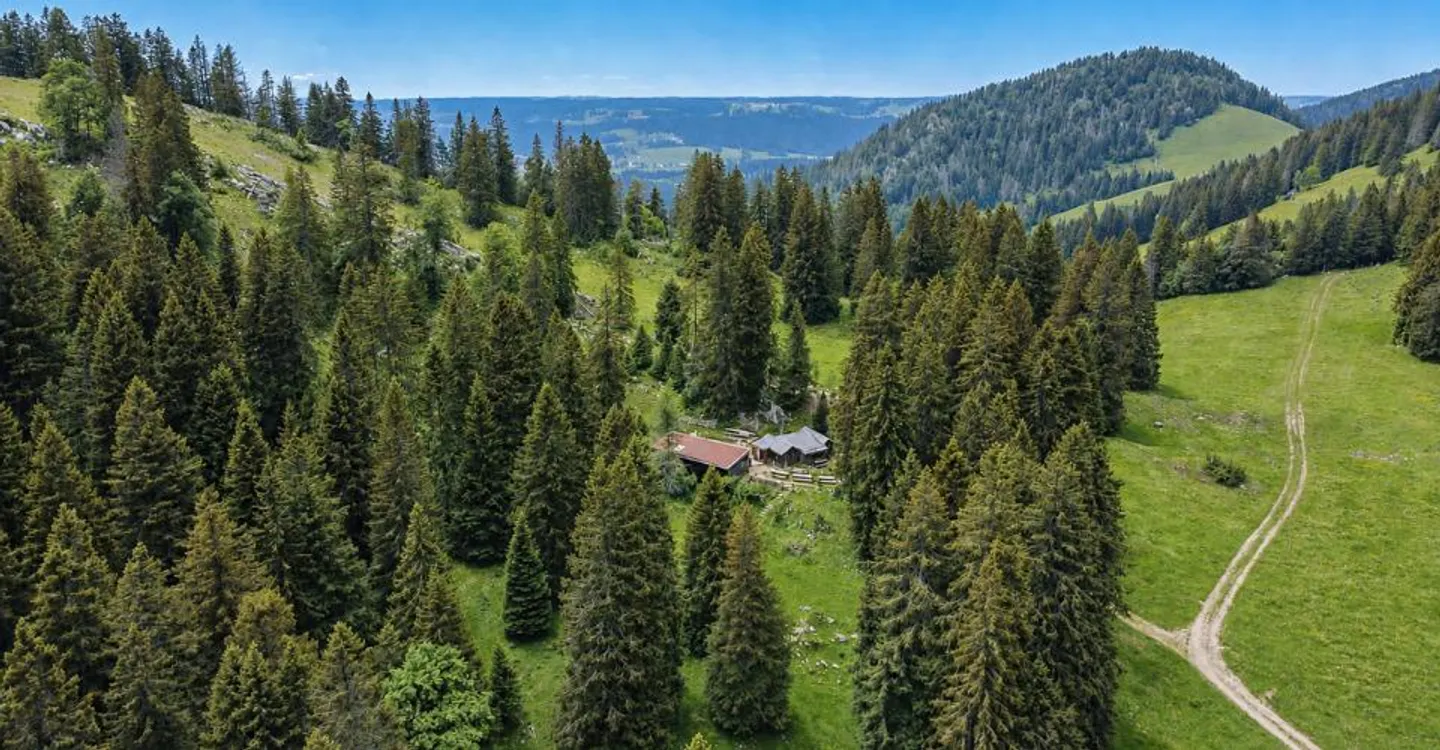Alpenbuvette in der Natur - Foto 3 von 13