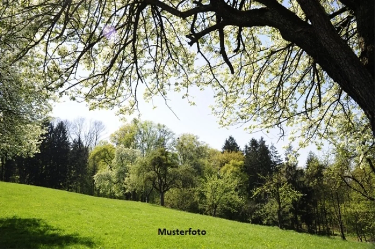 *Agricultural land with forest* - Photo 1 of 1